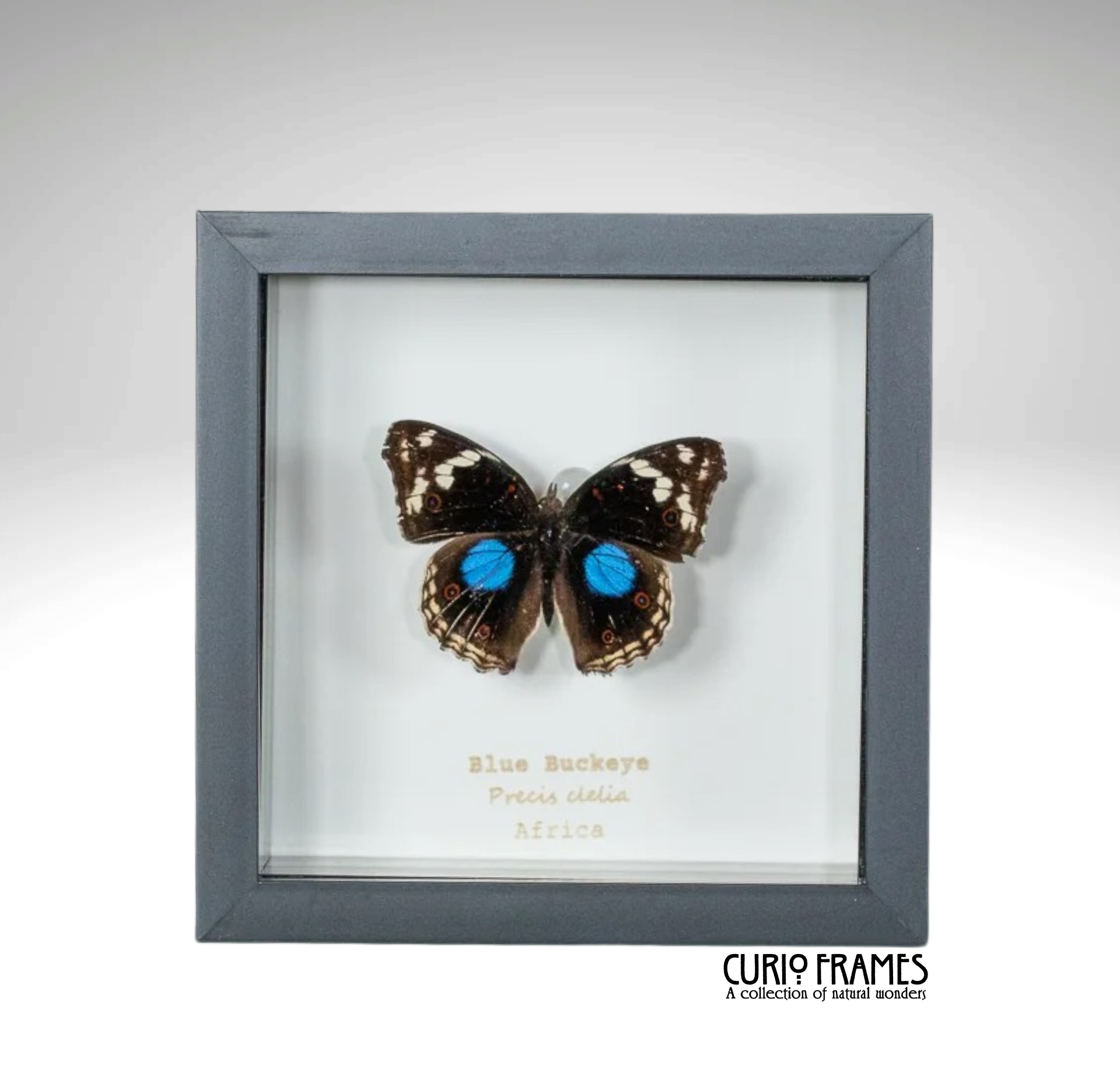 Blue Buckeye