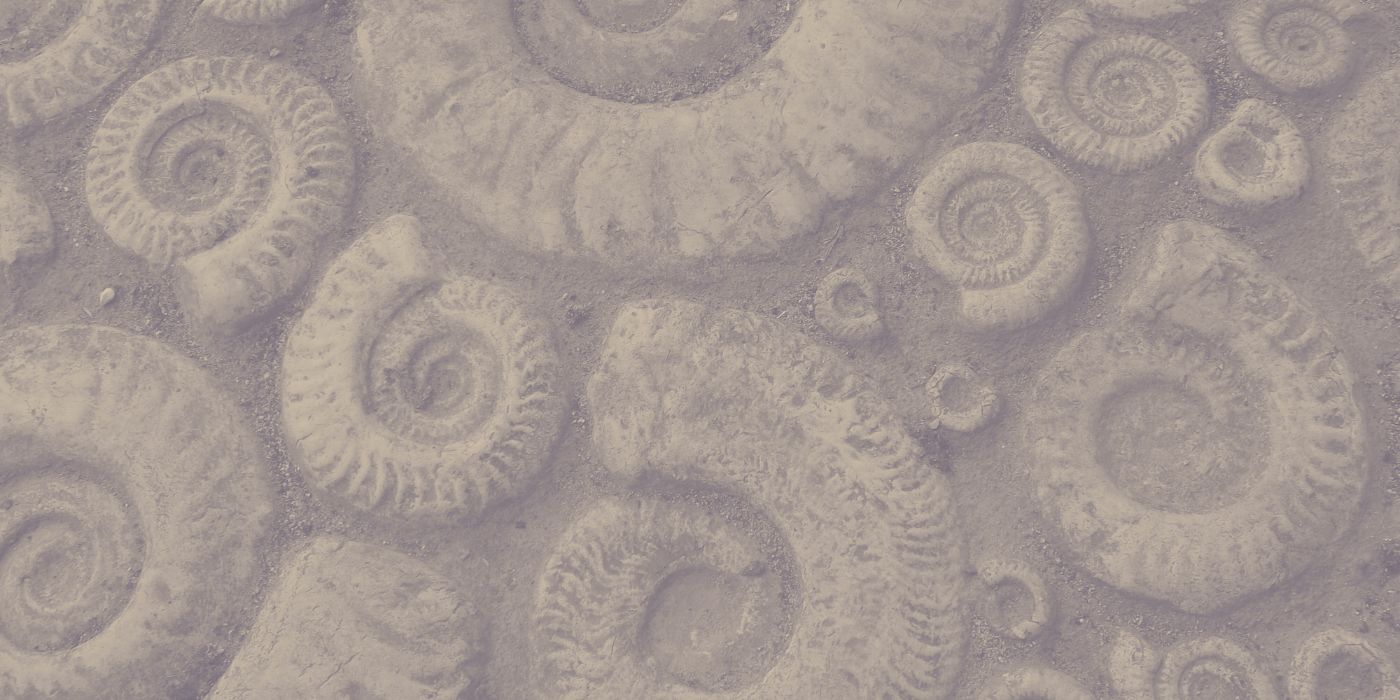 Rocks and Fossils