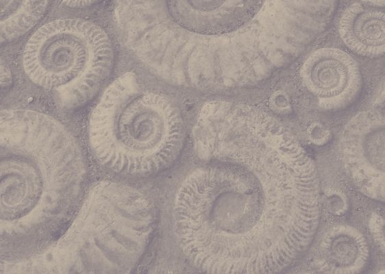 Rocks and Fossils
