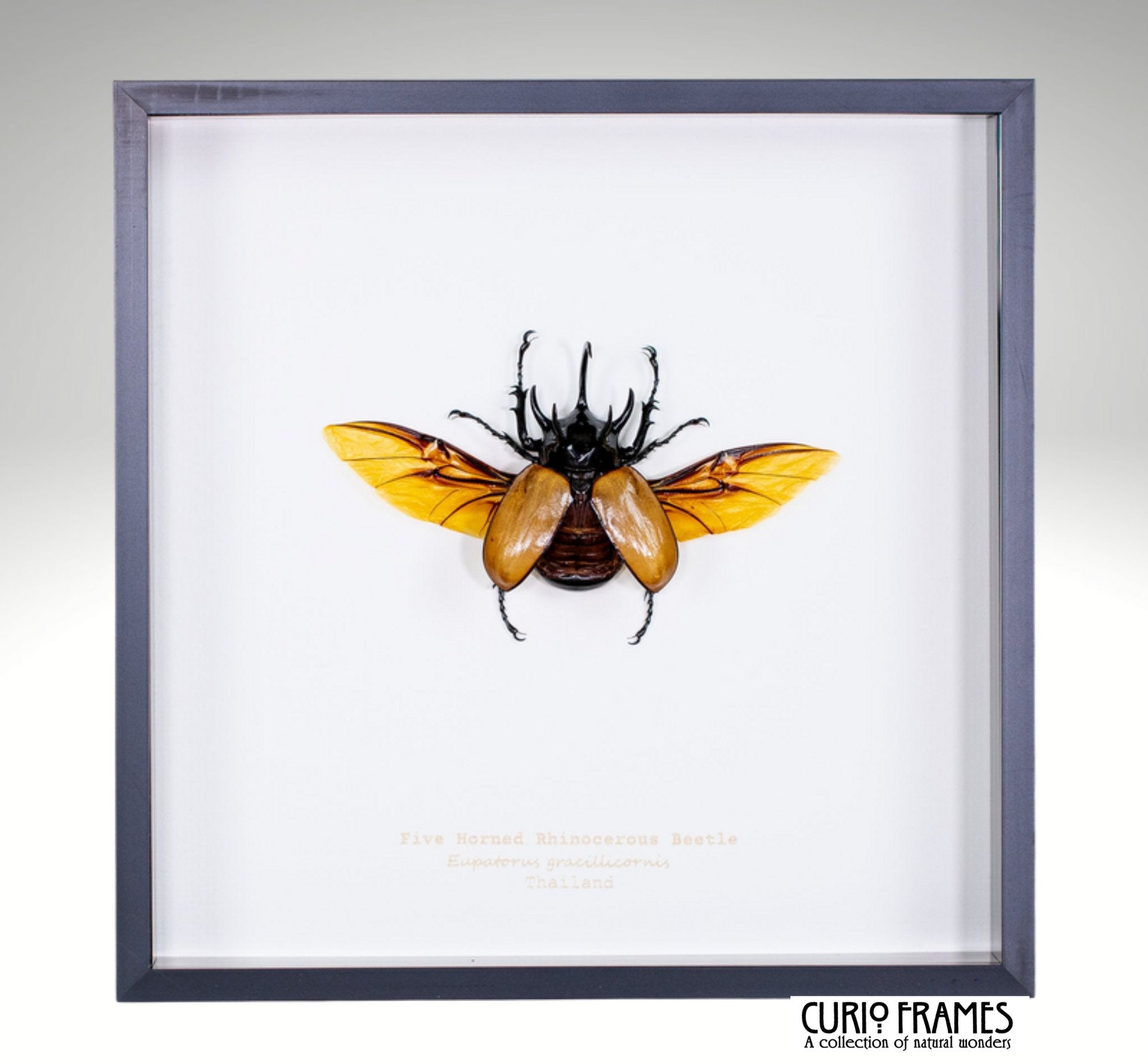 Five Horned Rhinocerous Beetle