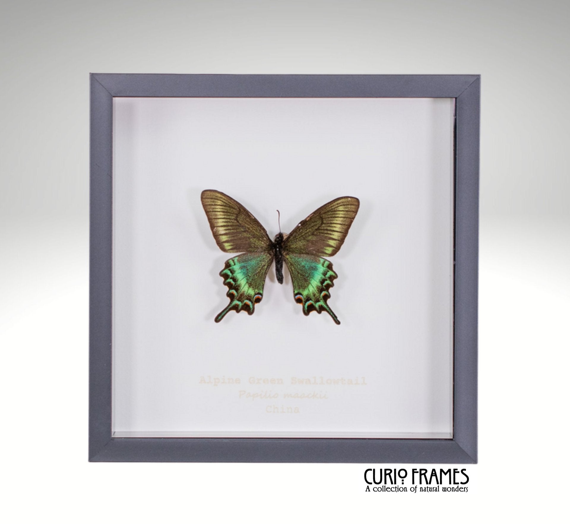 Alpine Green Swallowtail (Spring Form)