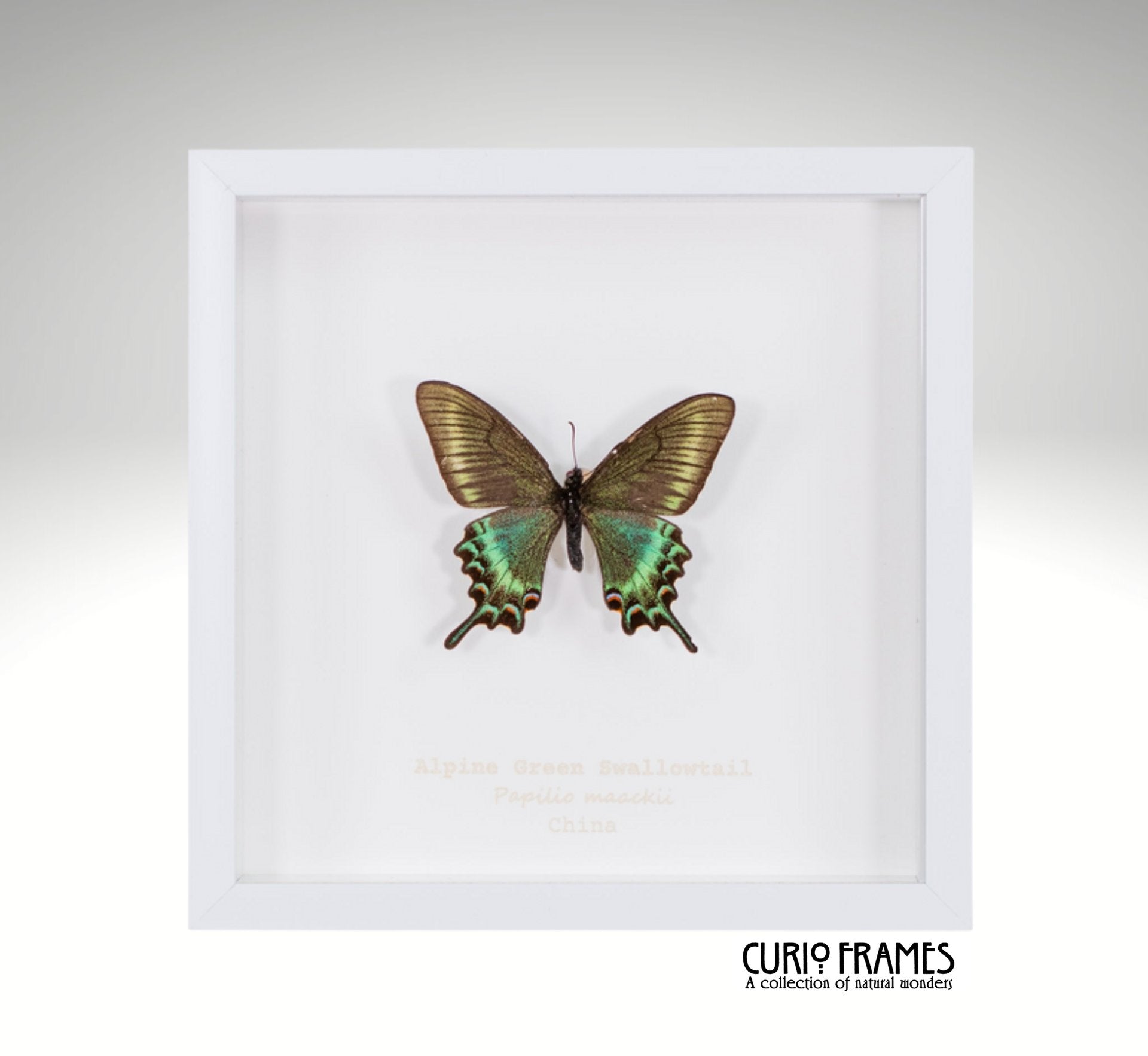 Alpine Green Swallowtail (Spring Form)