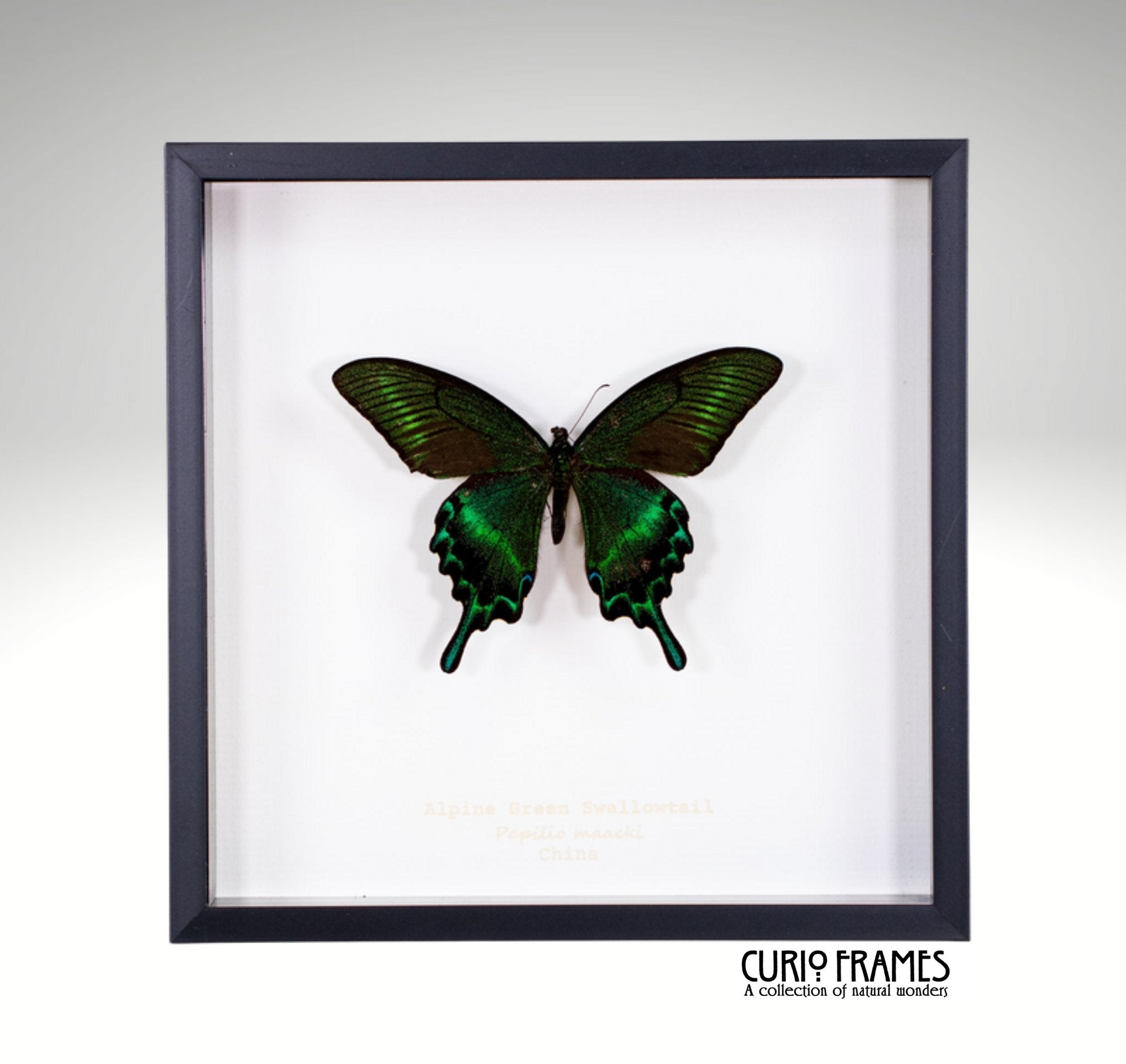 Alpine Green Swallowtail