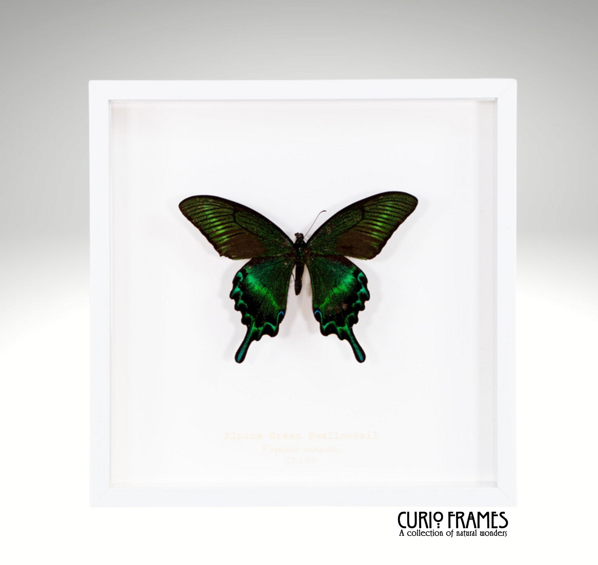 Alpine Green Swallowtail