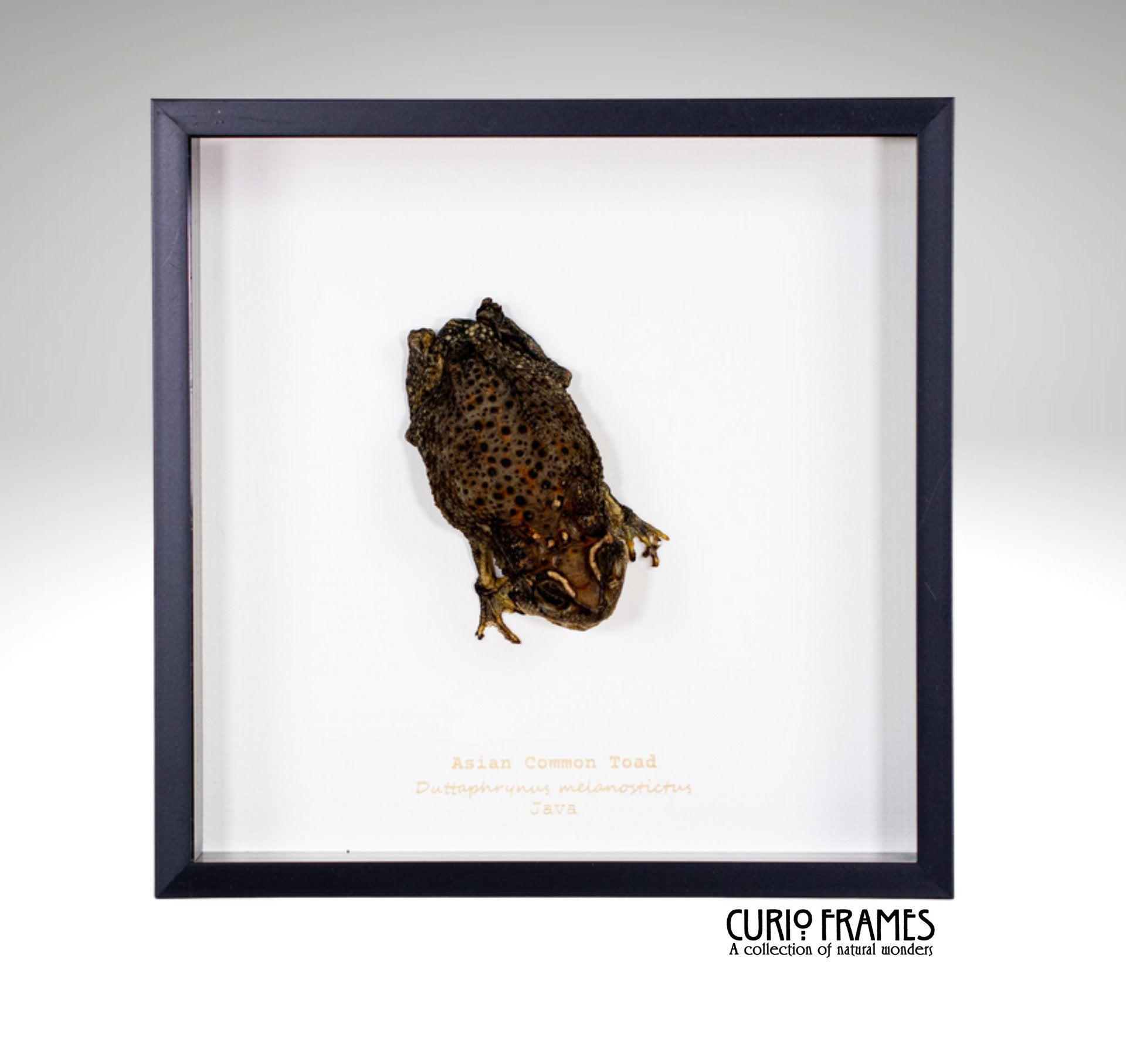 Asian Common Toad