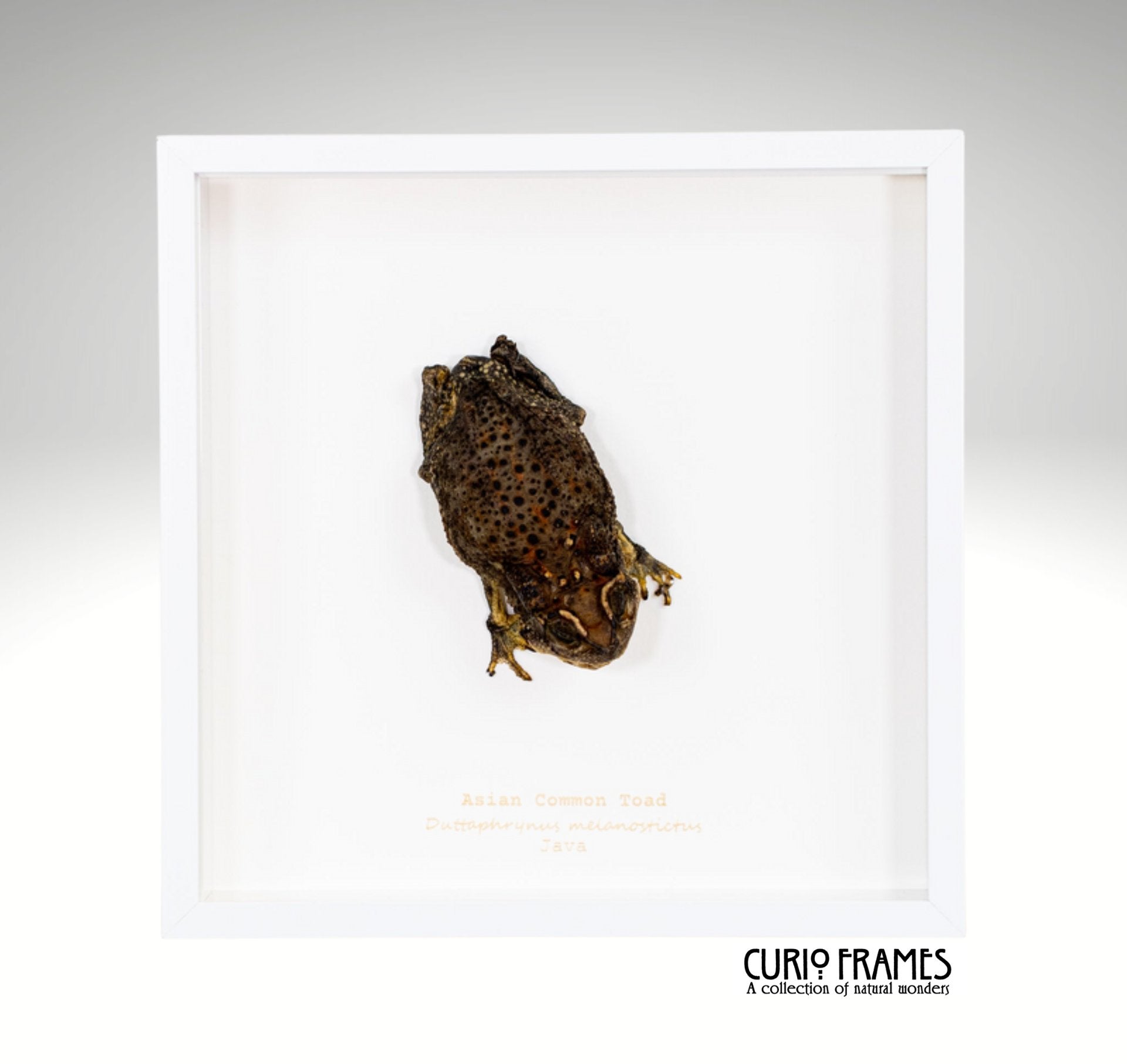 Asian Common Toad