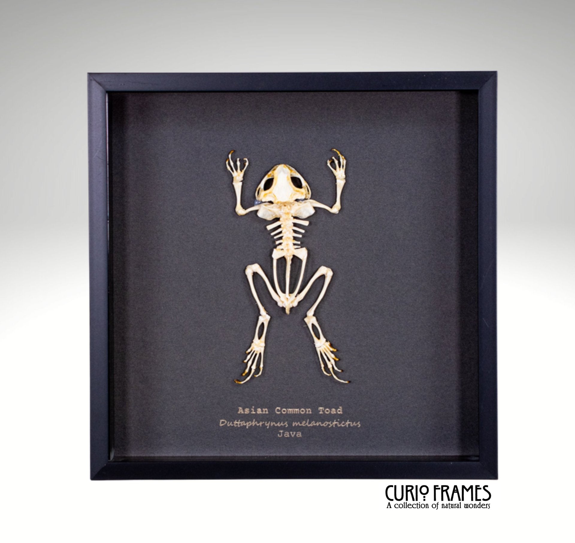 Asian Common Toad Skeleton