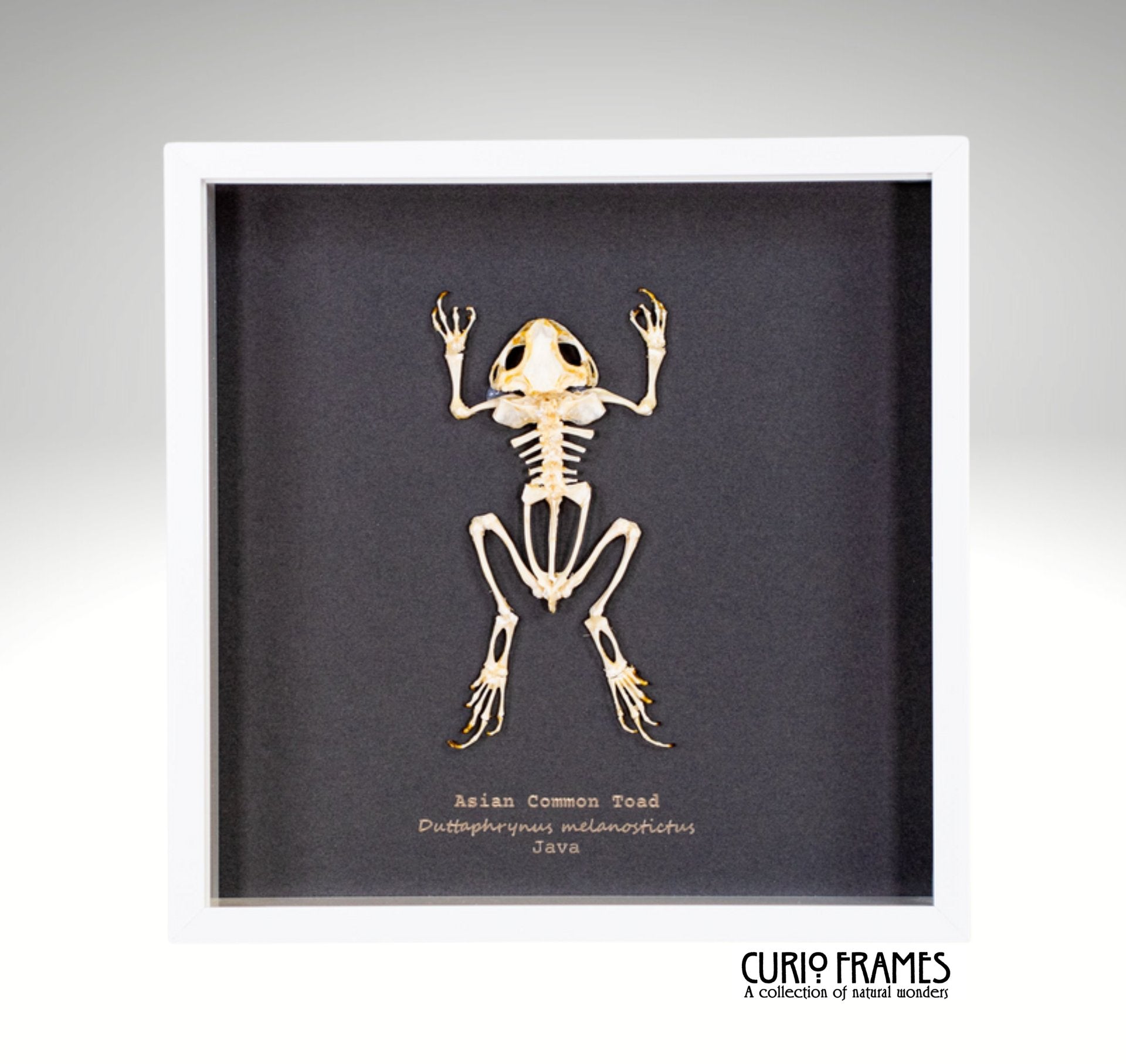 Asian Common Toad Skeleton