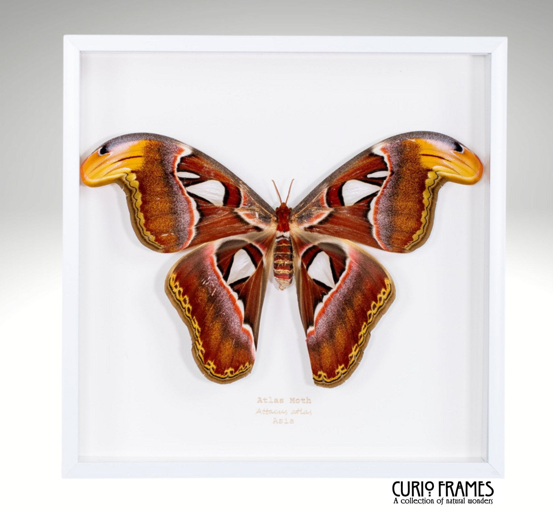 Atlas Moth