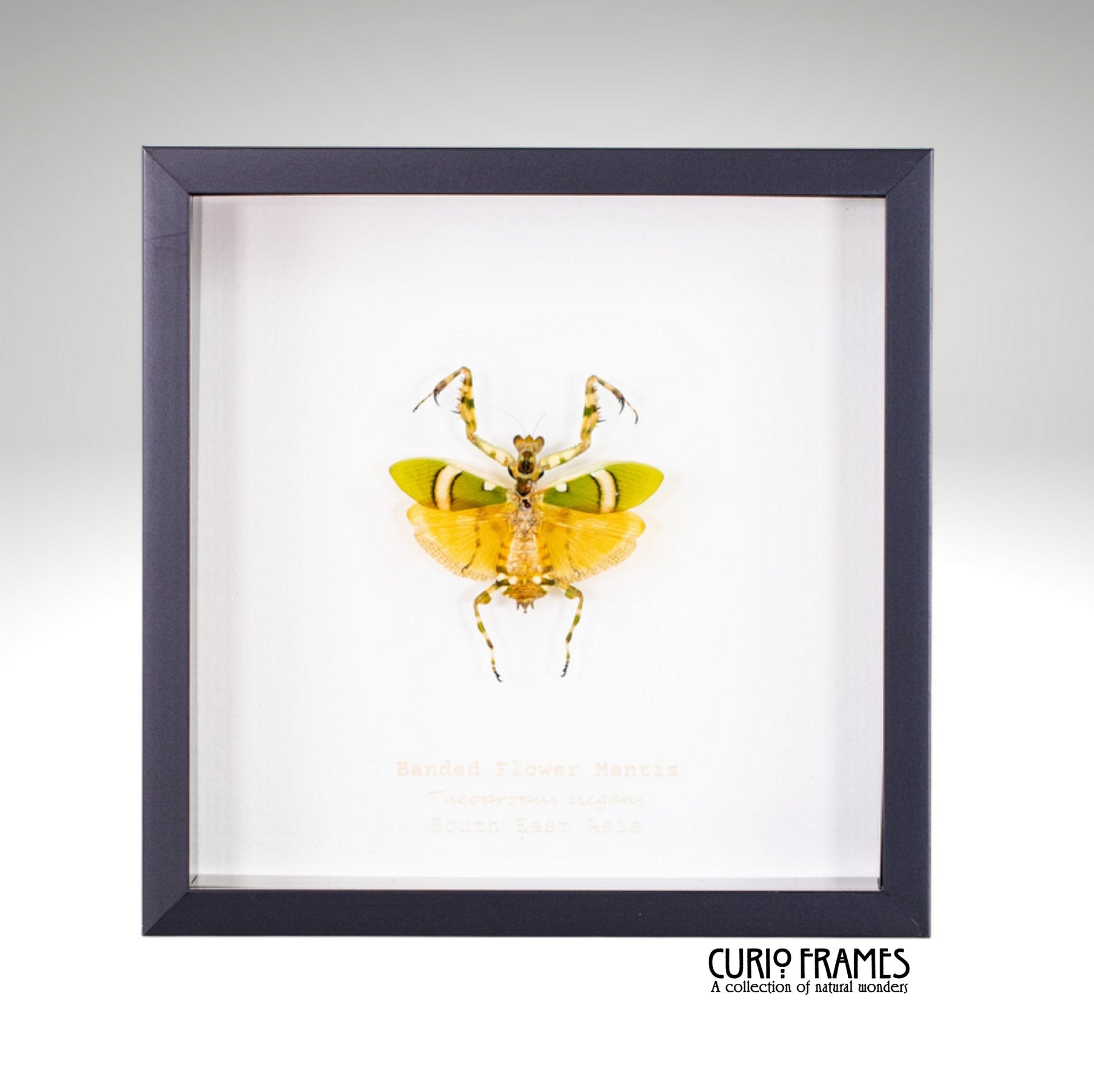 Banded Flower Mantis