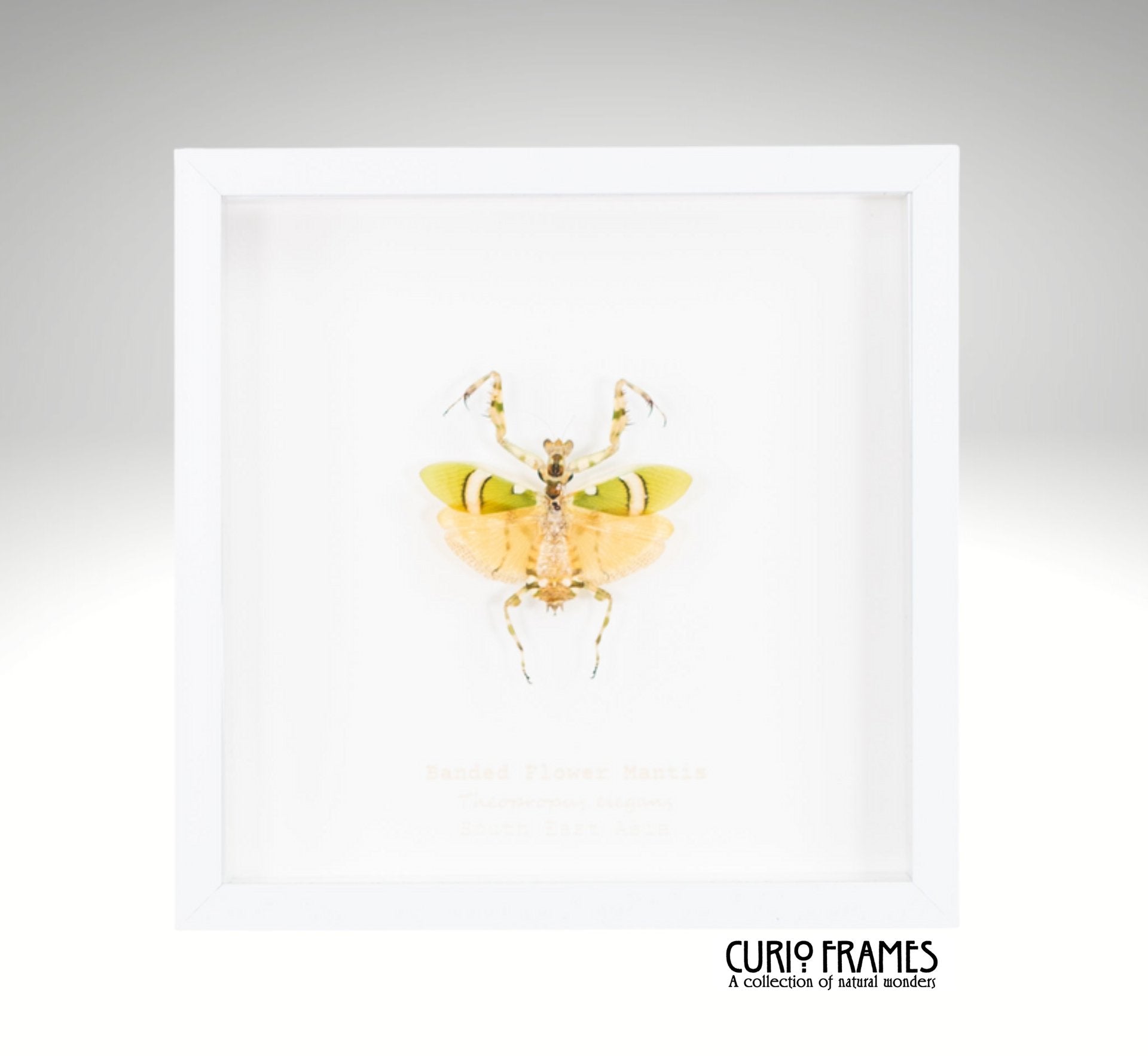 Banded Flower Mantis