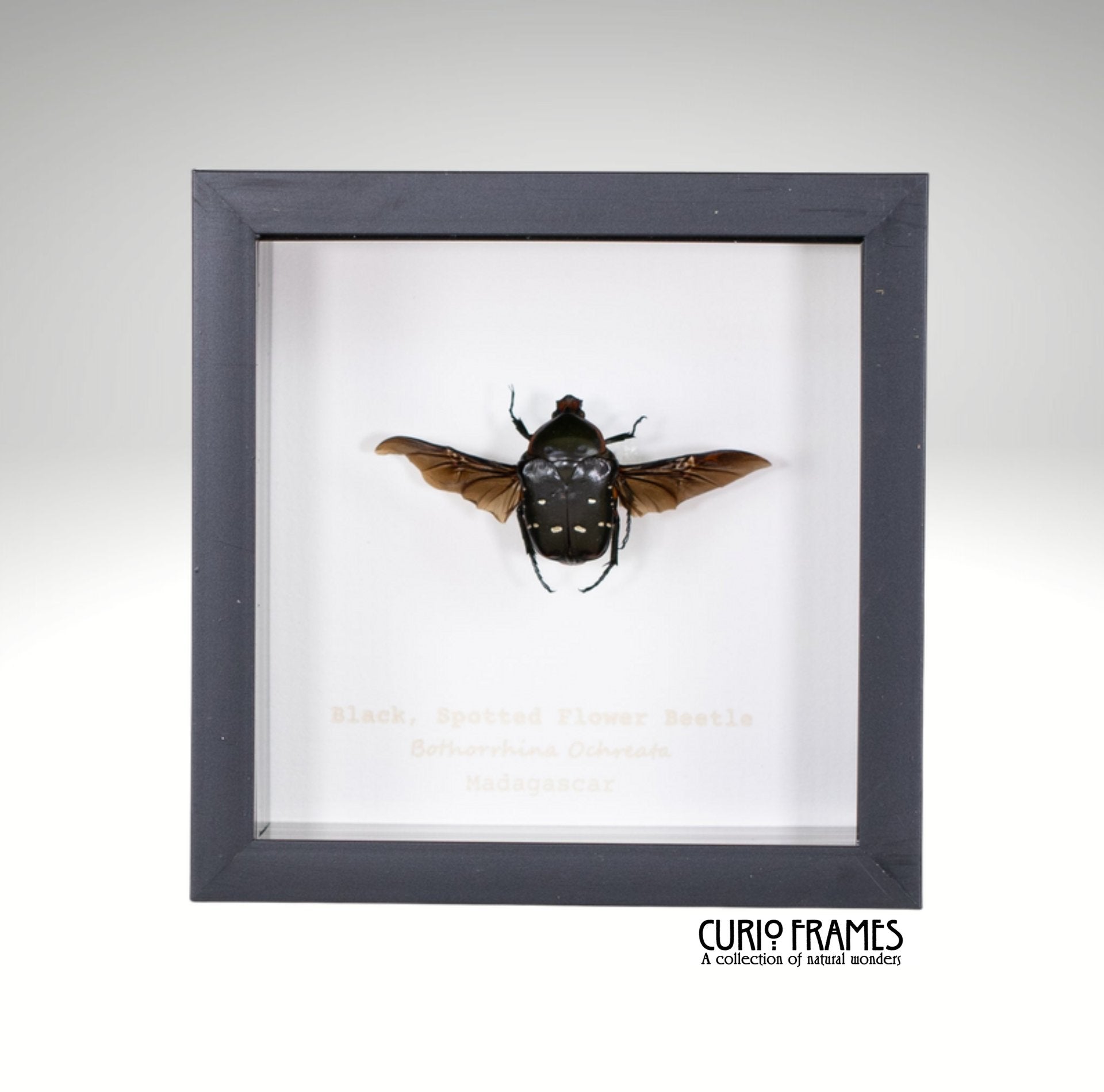 Black Spotted Flower Beetle