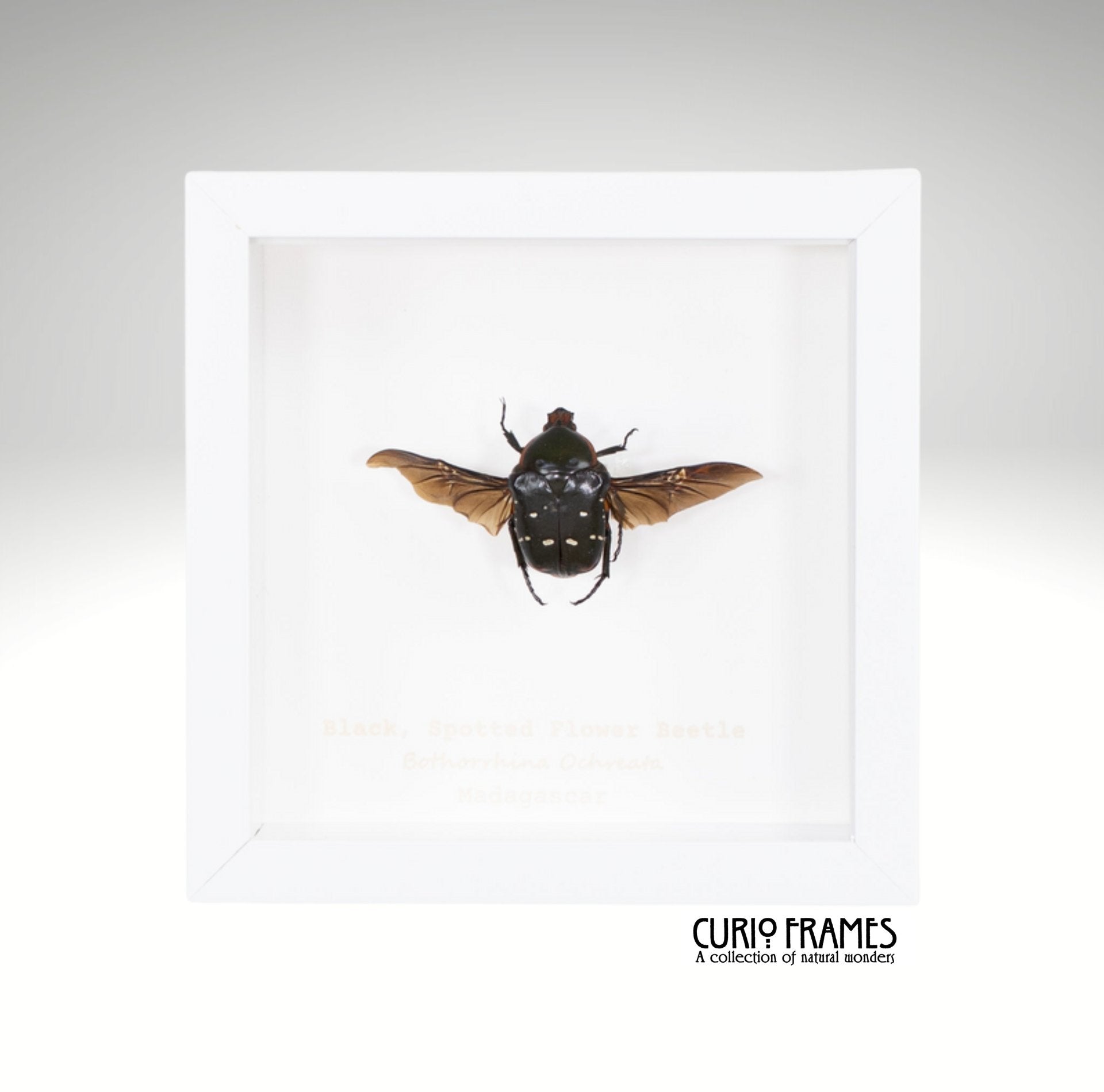 Black Spotted Flower Beetle