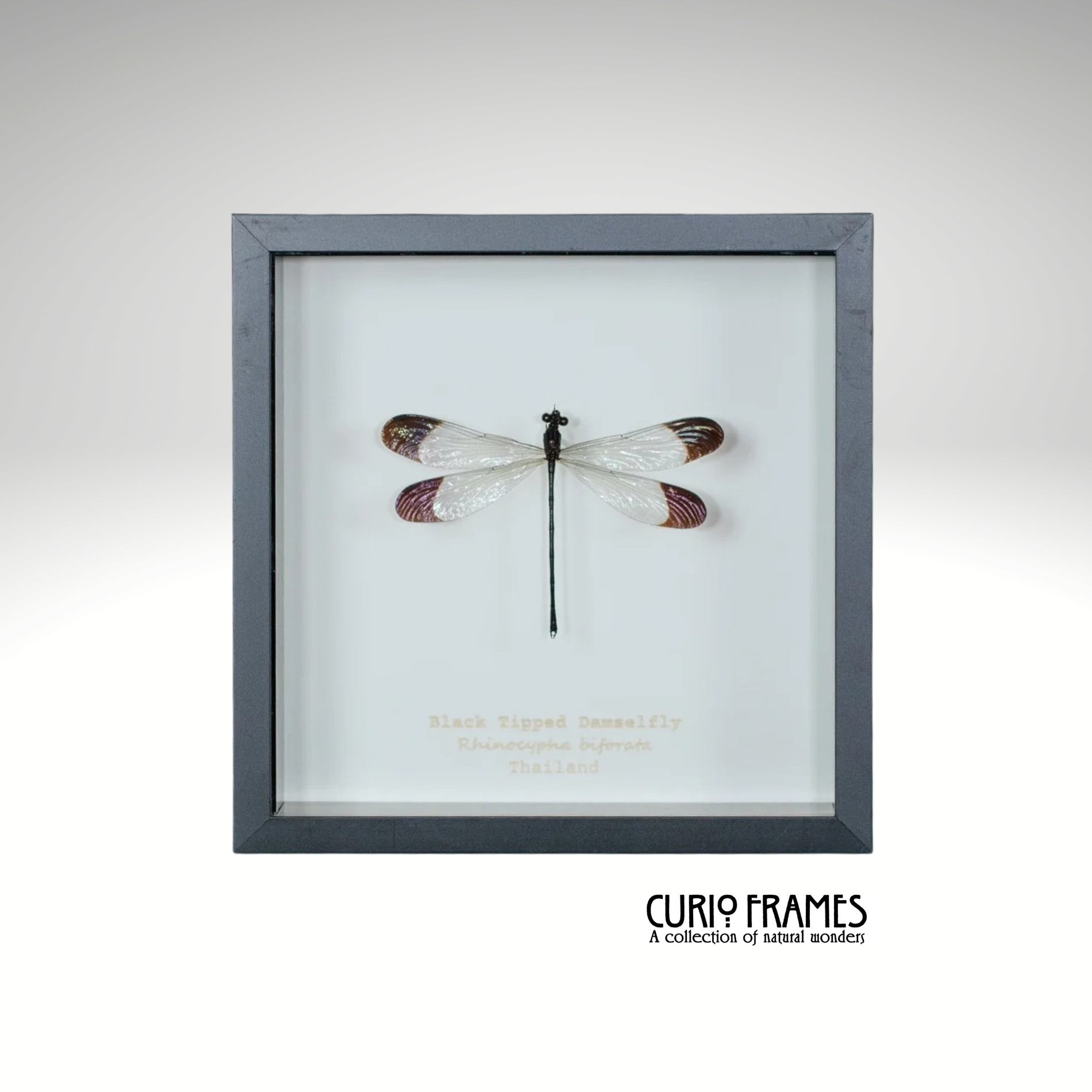 Black Tipped Damselfly