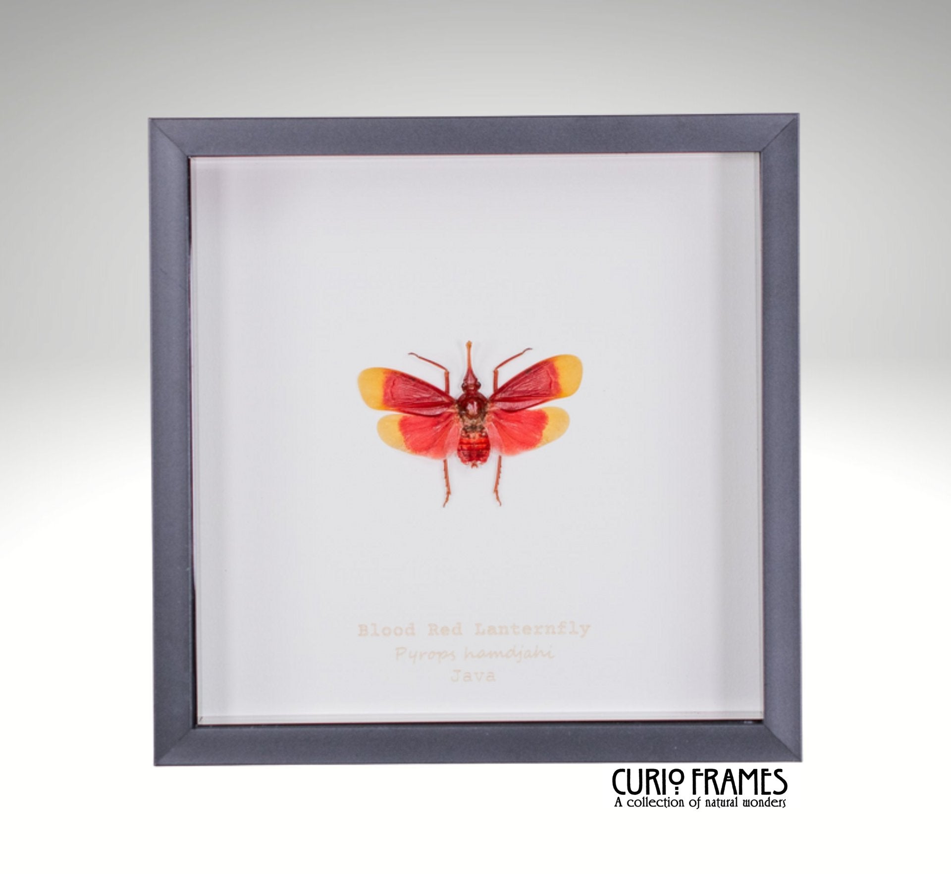 Blood Red Lanternfly