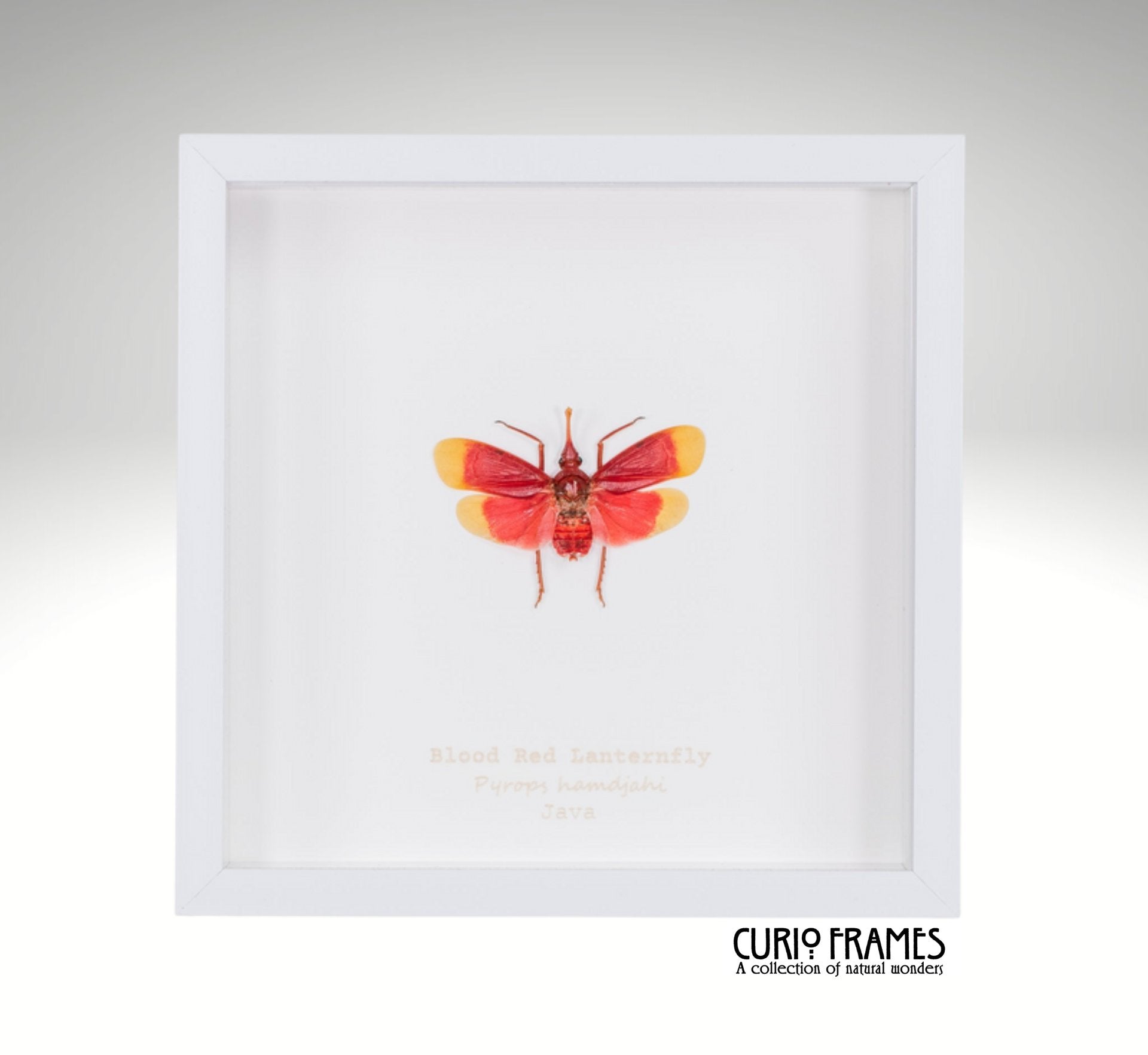 Blood Red Lanternfly