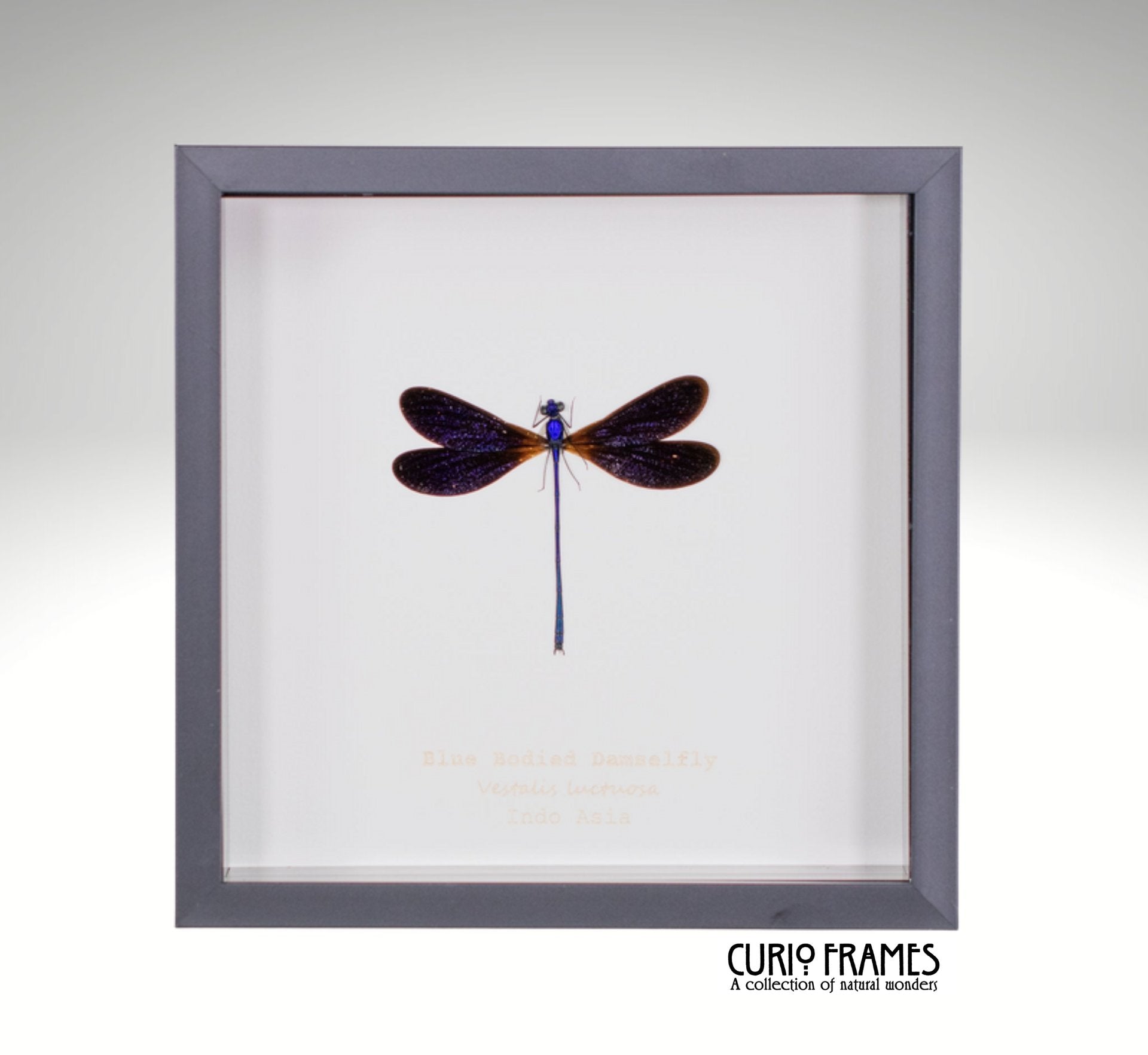 Blue Bodied Damselfly