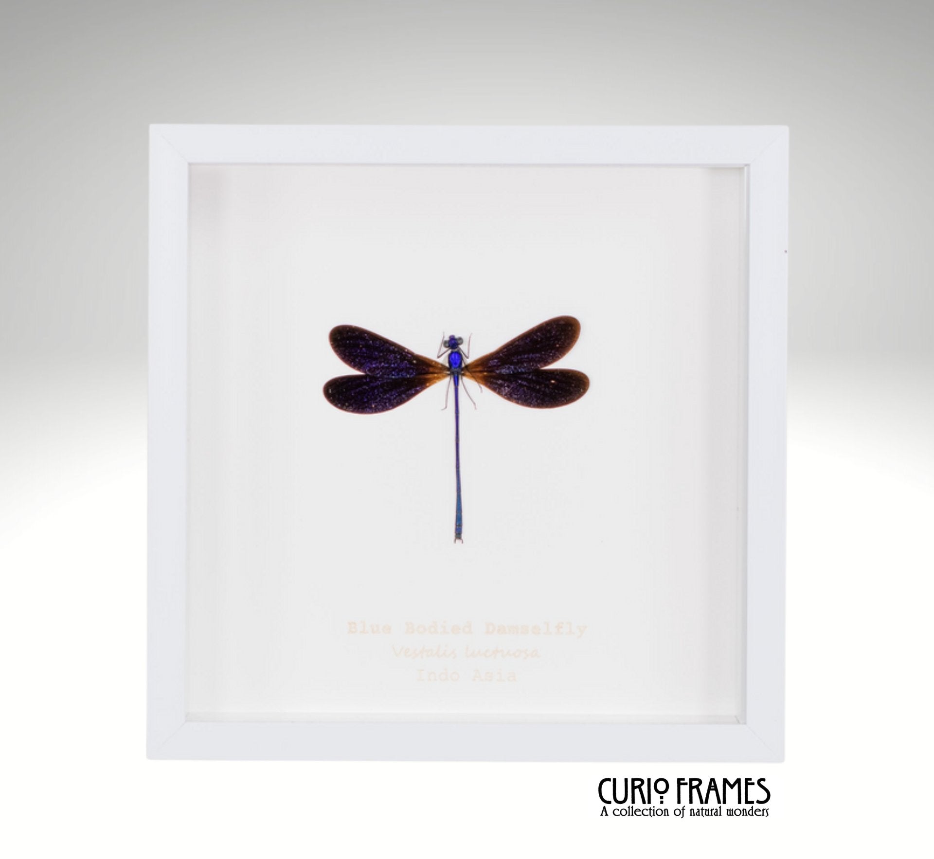 Blue Bodied Damselfly