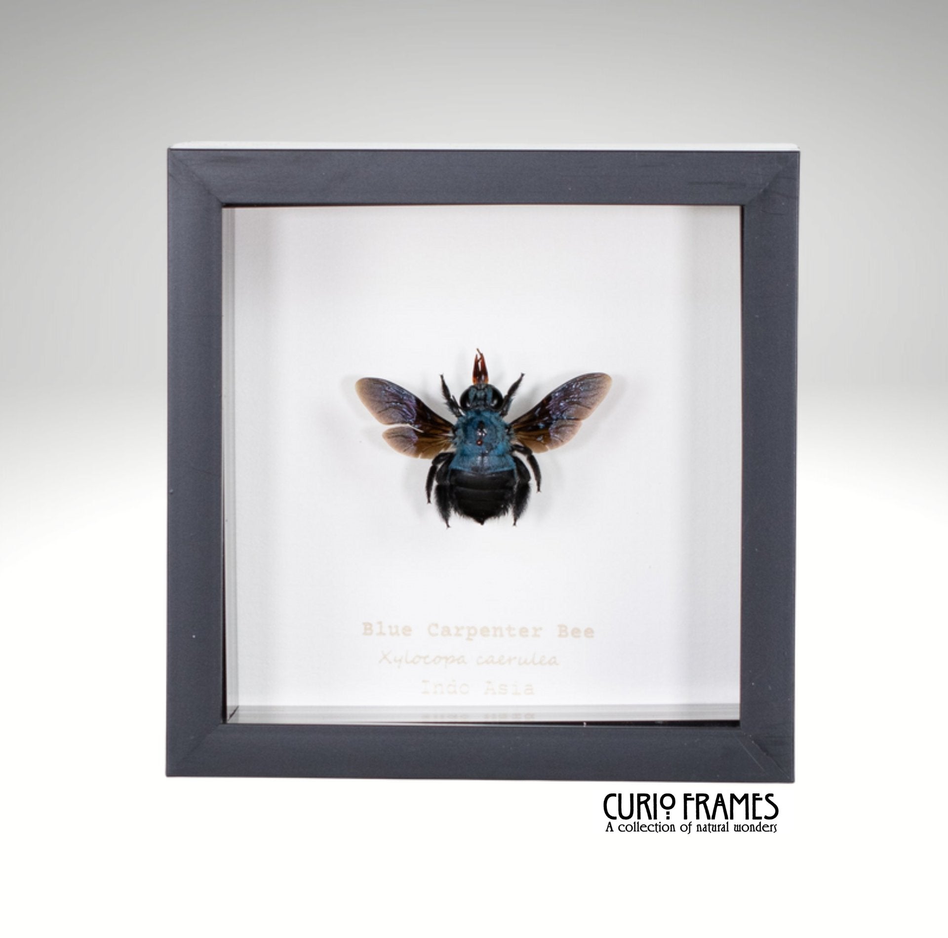 Blue Carpenter Bee – Curio Frames