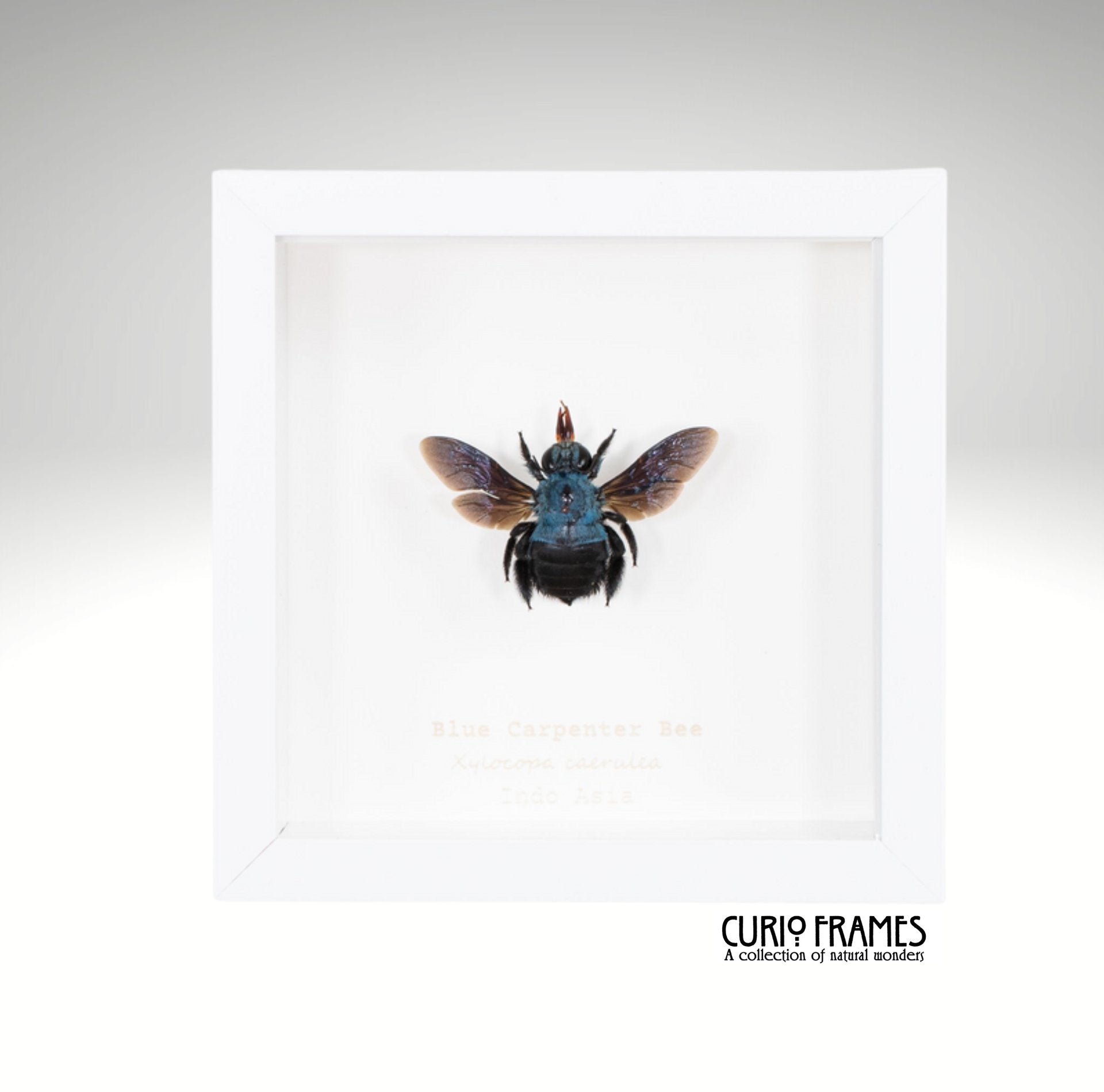 Blue Carpenter Bee