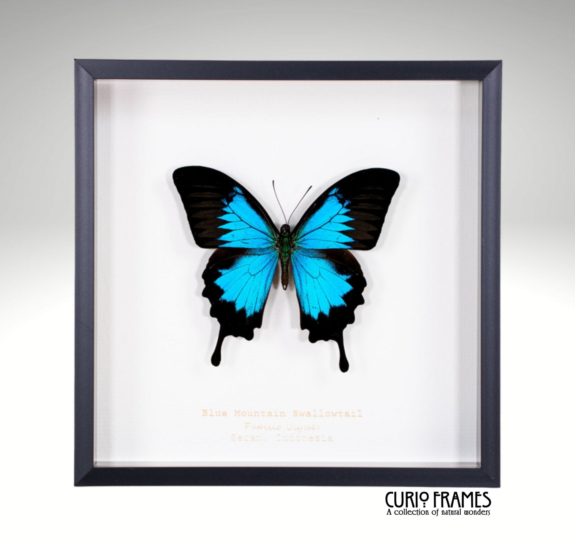 Blue Mountain Swallowtail