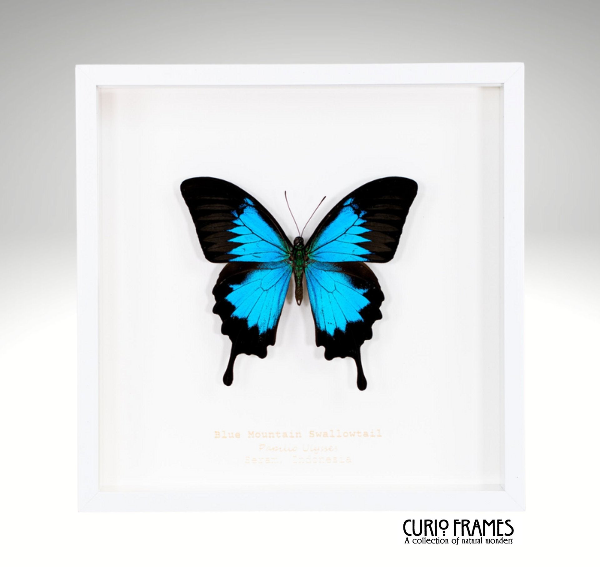 Blue Mountain Swallowtail