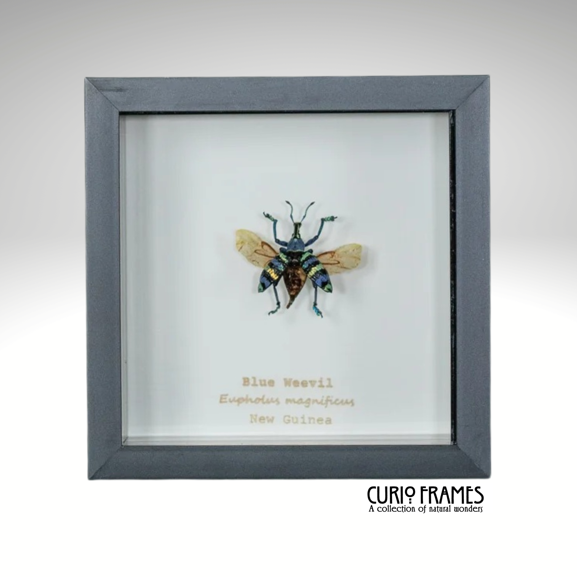 Blue Weevil