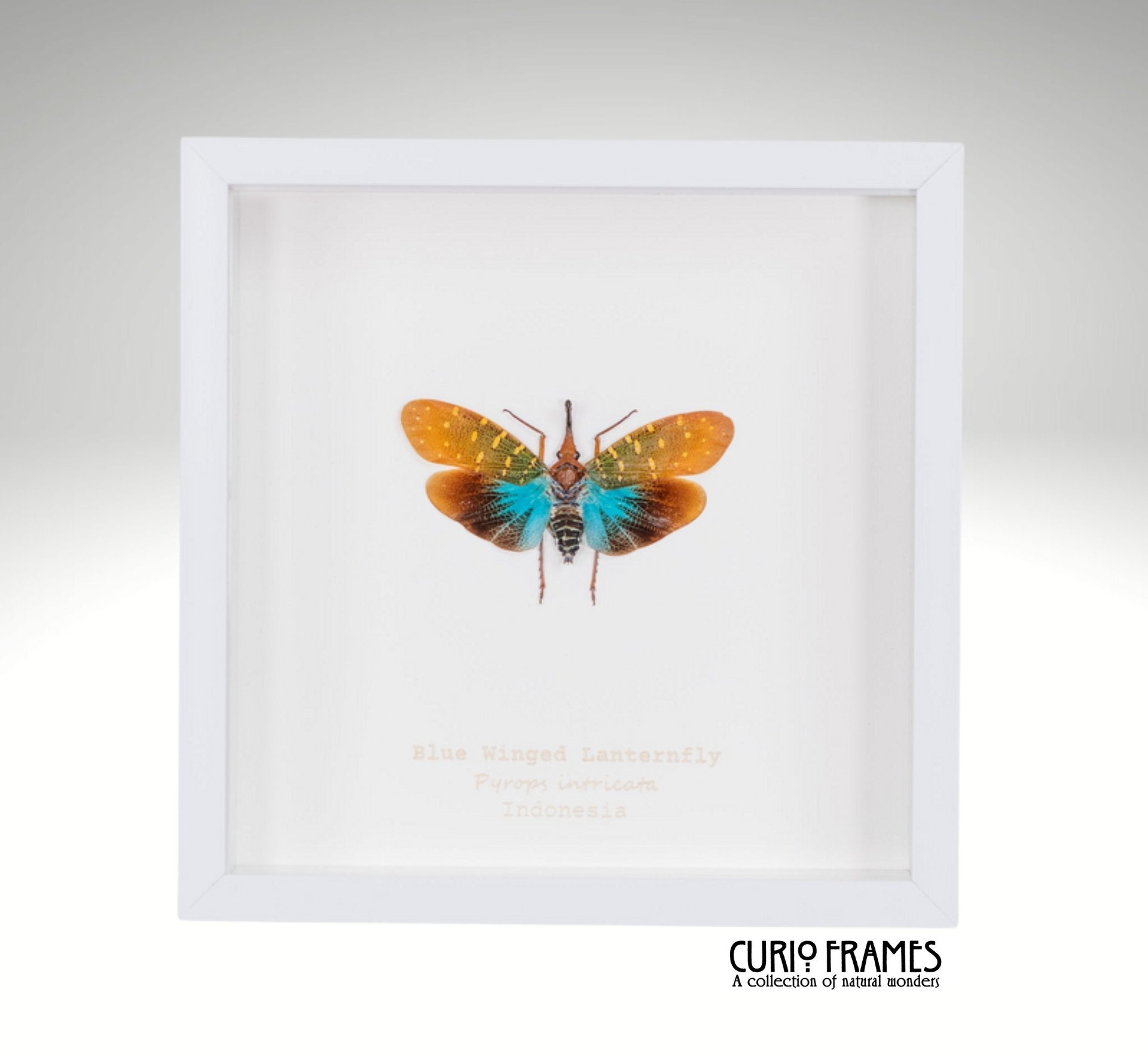 Blue Winged Lanternfly