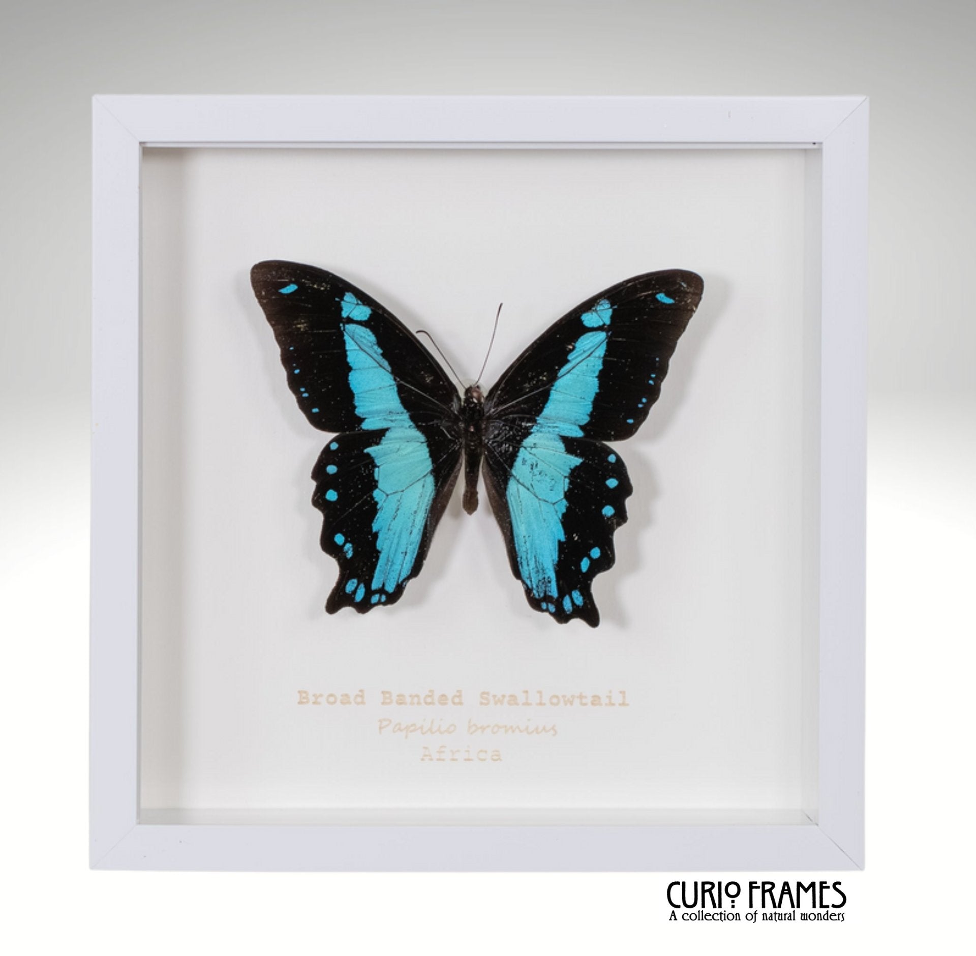 Broad Banded Swordtail