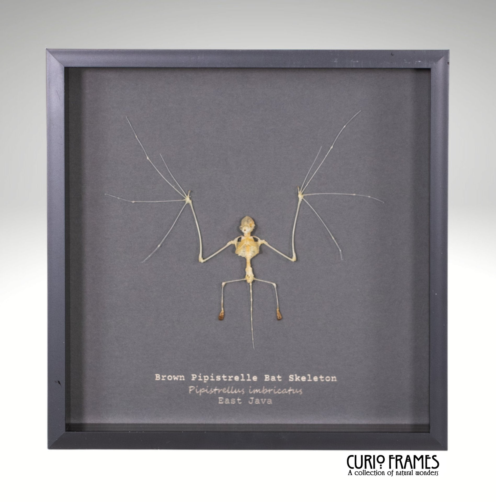 Brown Pipistrelle Bat Skeleton