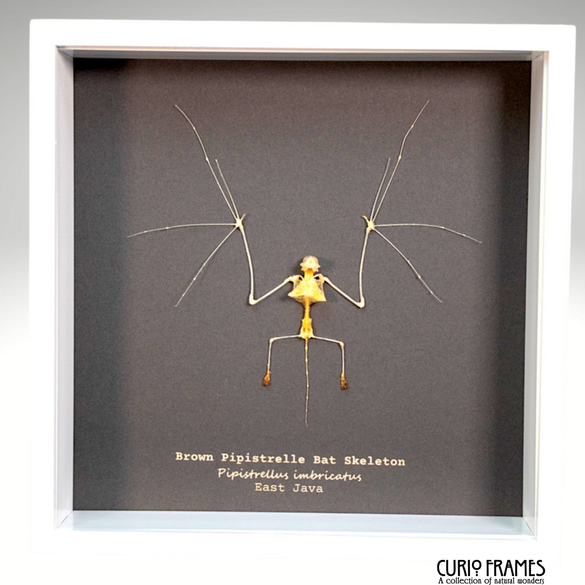 Brown Pipistrelle Bat Skeleton