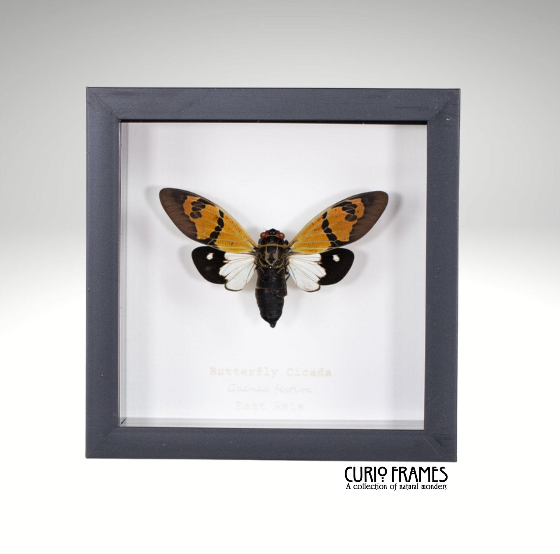 Butterfly Cicada