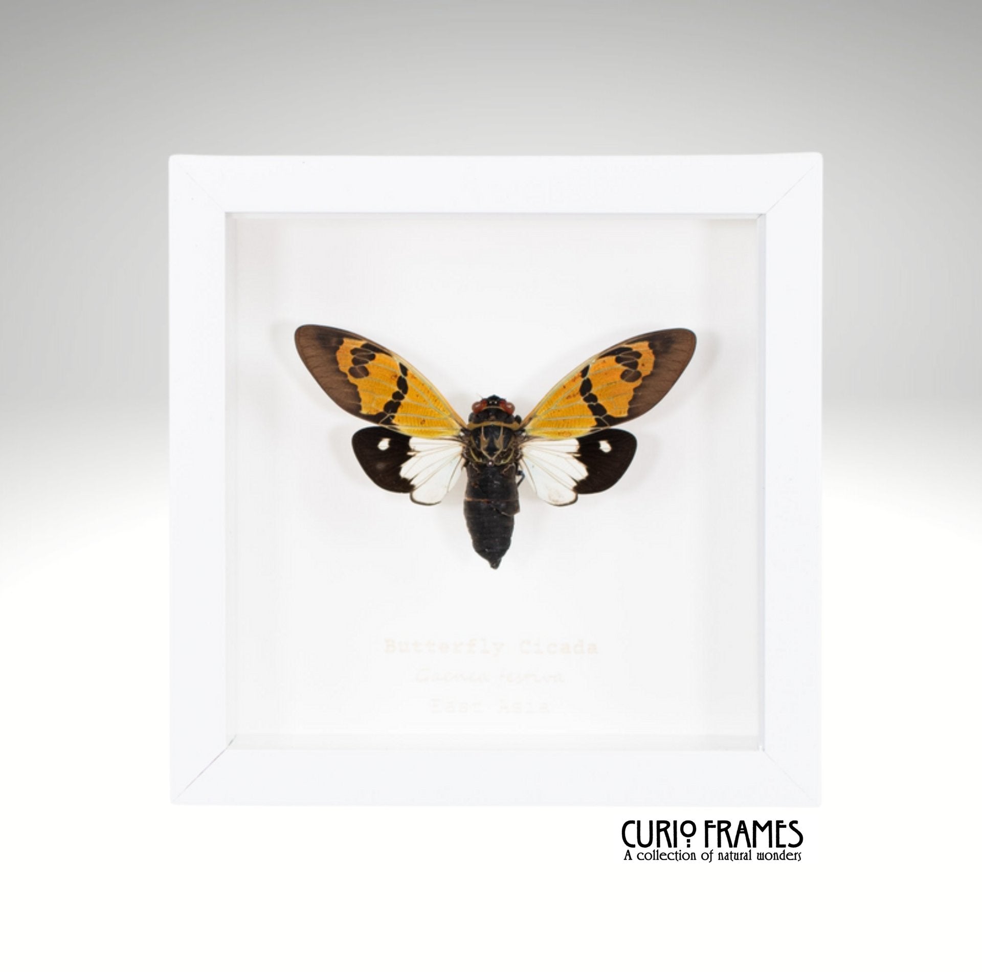 Butterfly Cicada