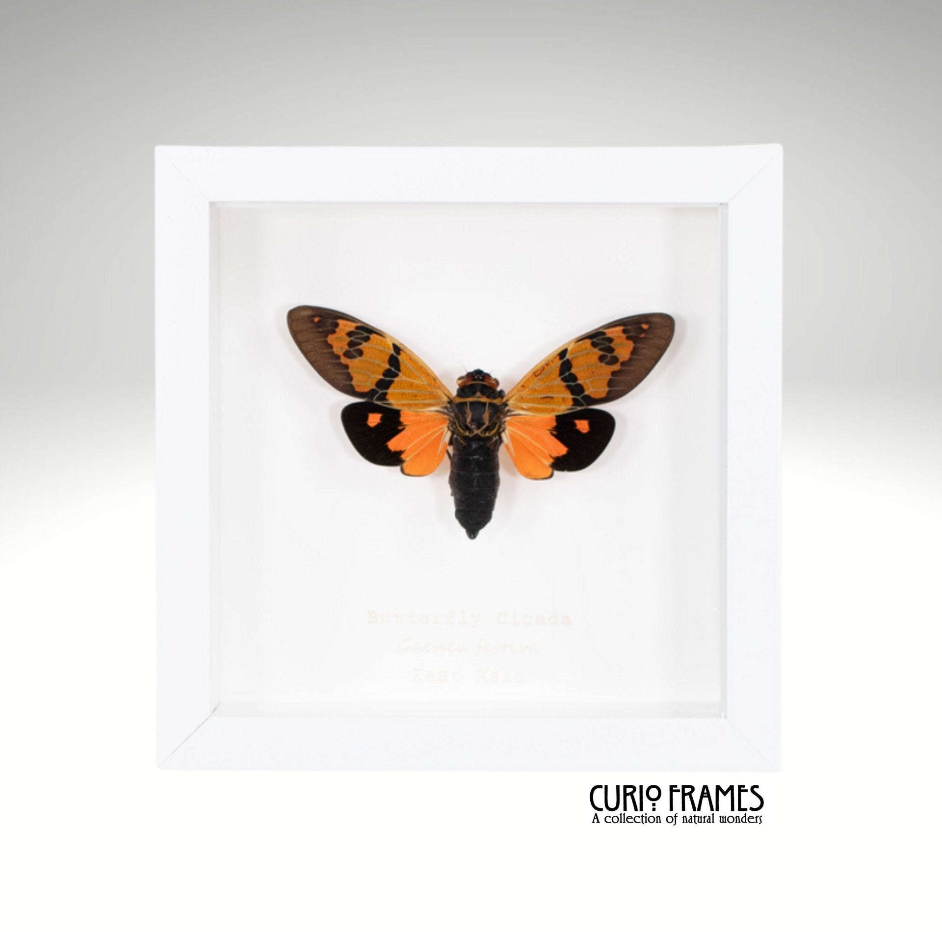 Butterfly Cicada