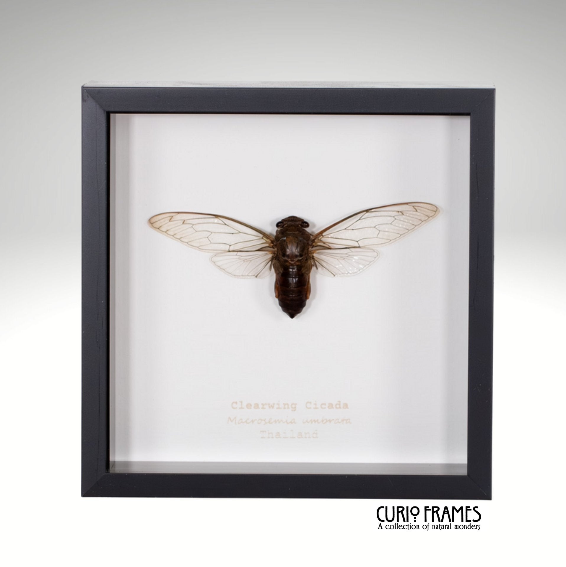 Clearwing Cicada