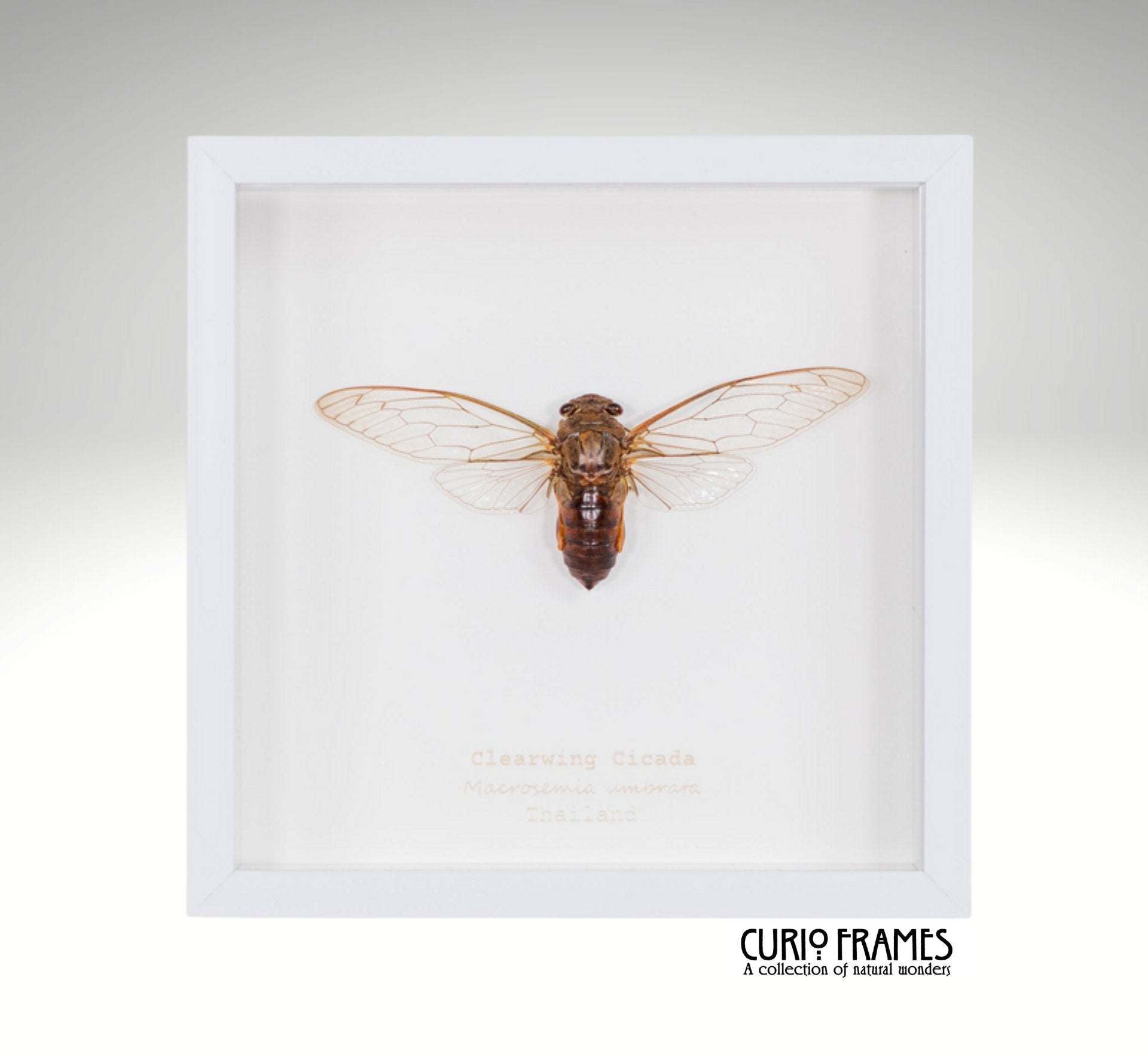 Clearwing Cicada