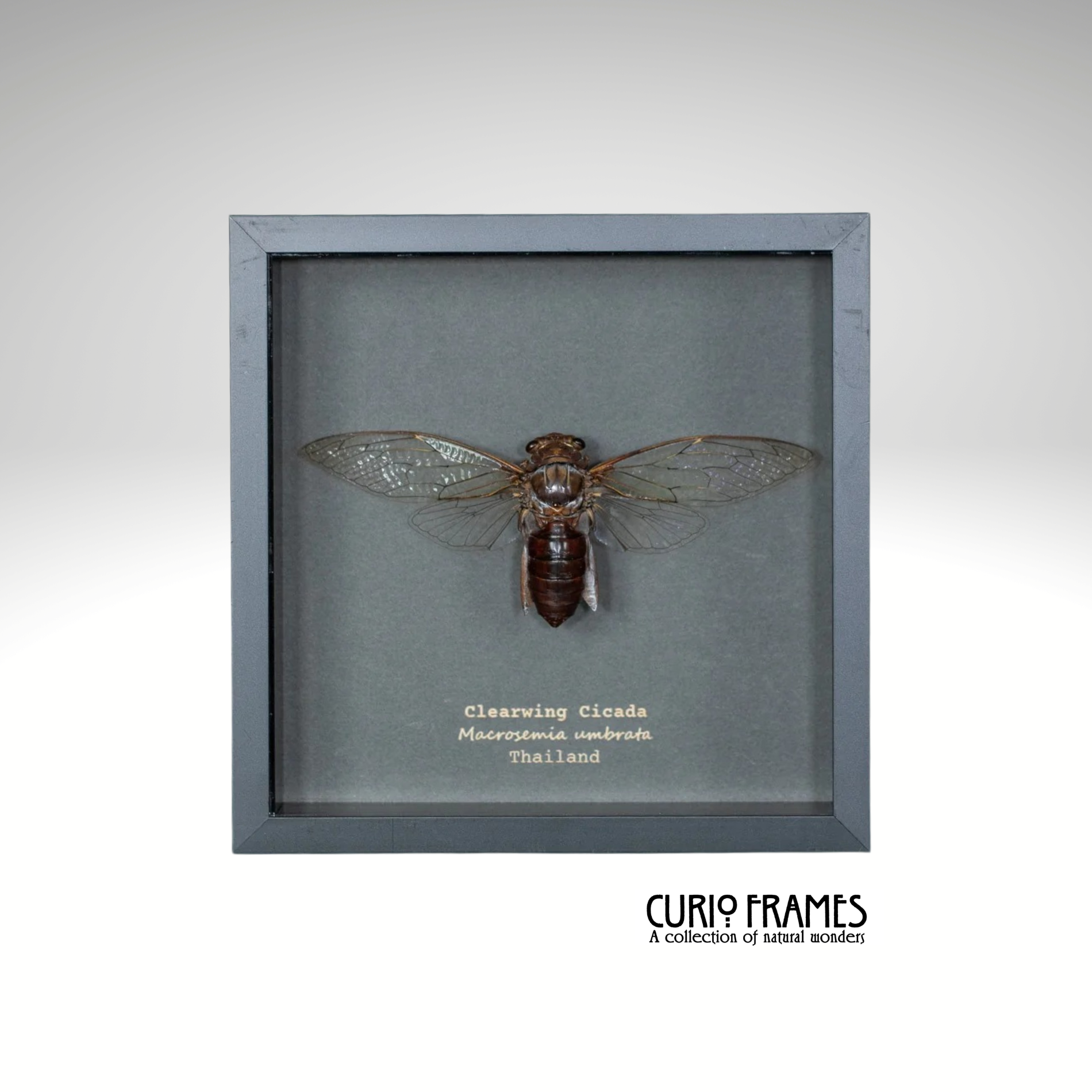 Clearwing Cicada