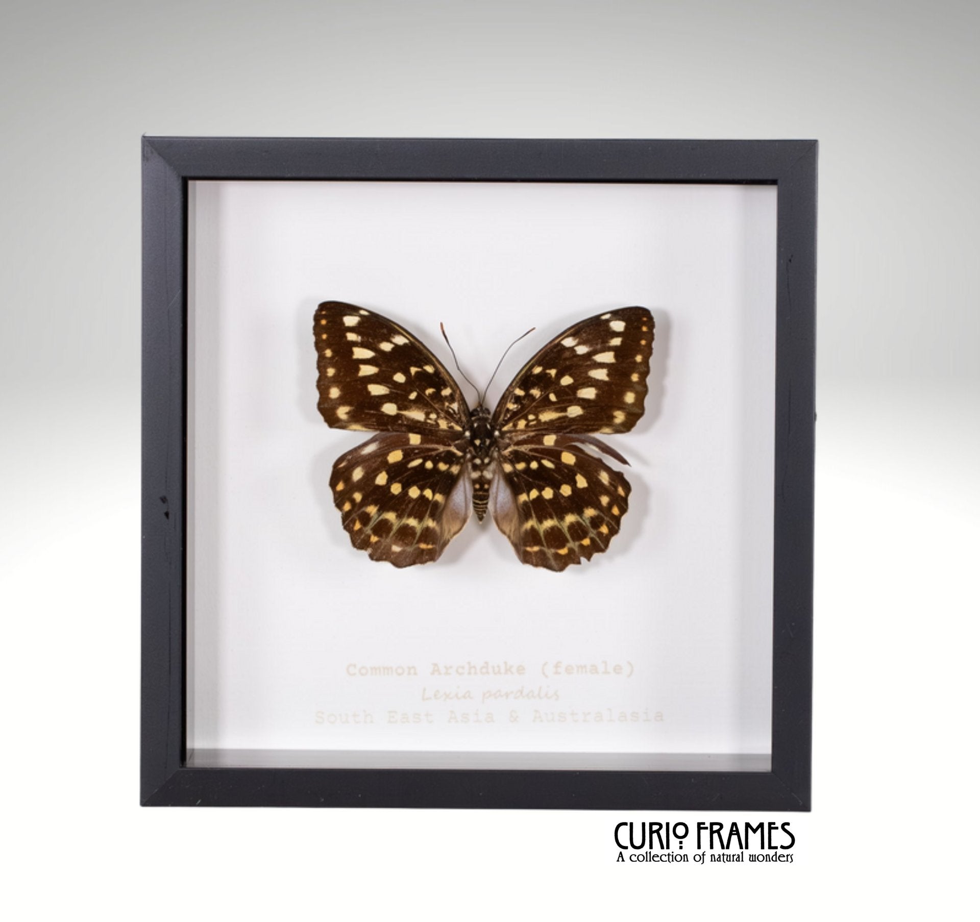 Common Archduke (female)