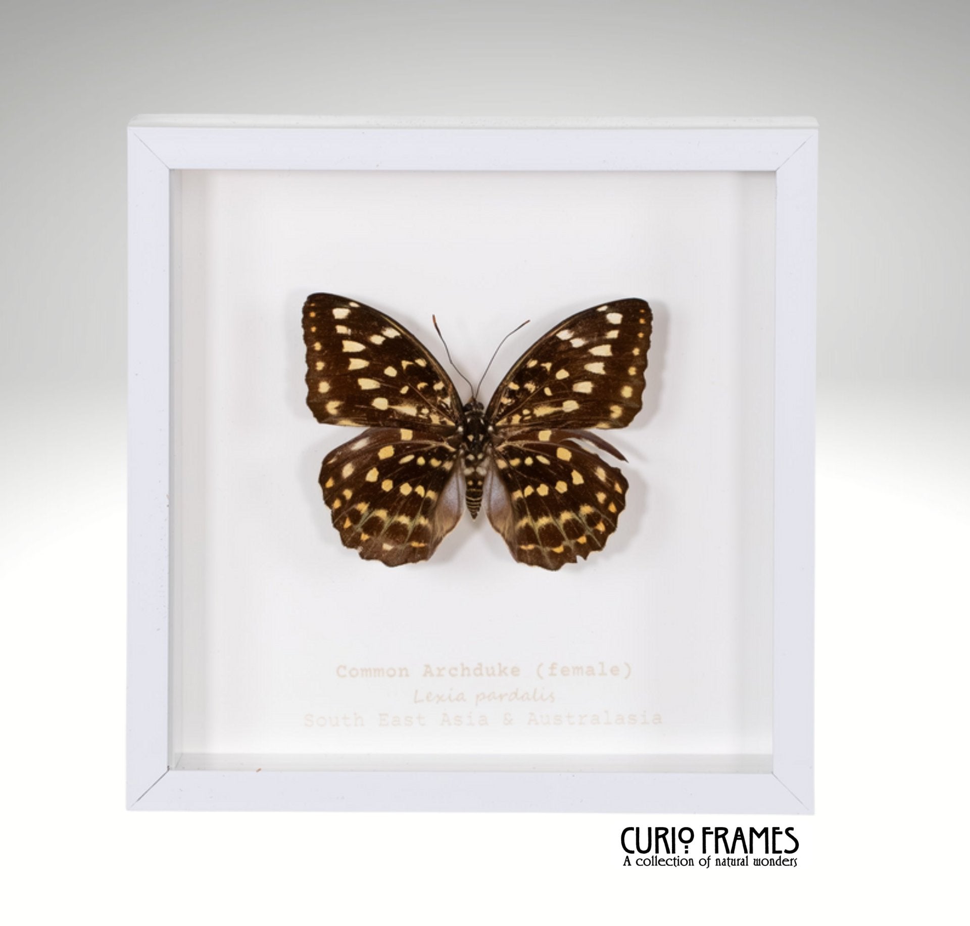 Common Archduke (female)