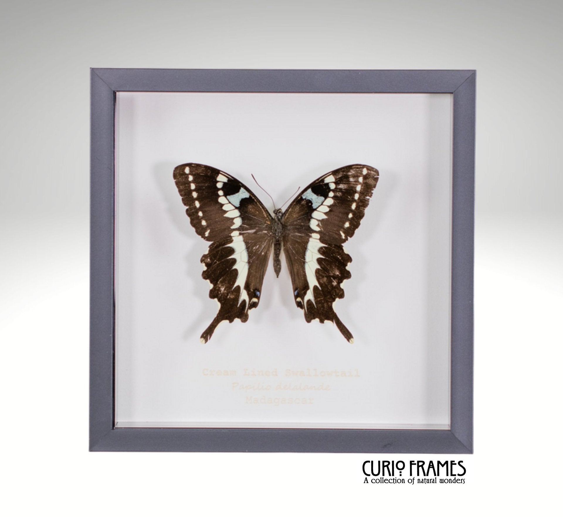 Cream Lined swallowtail