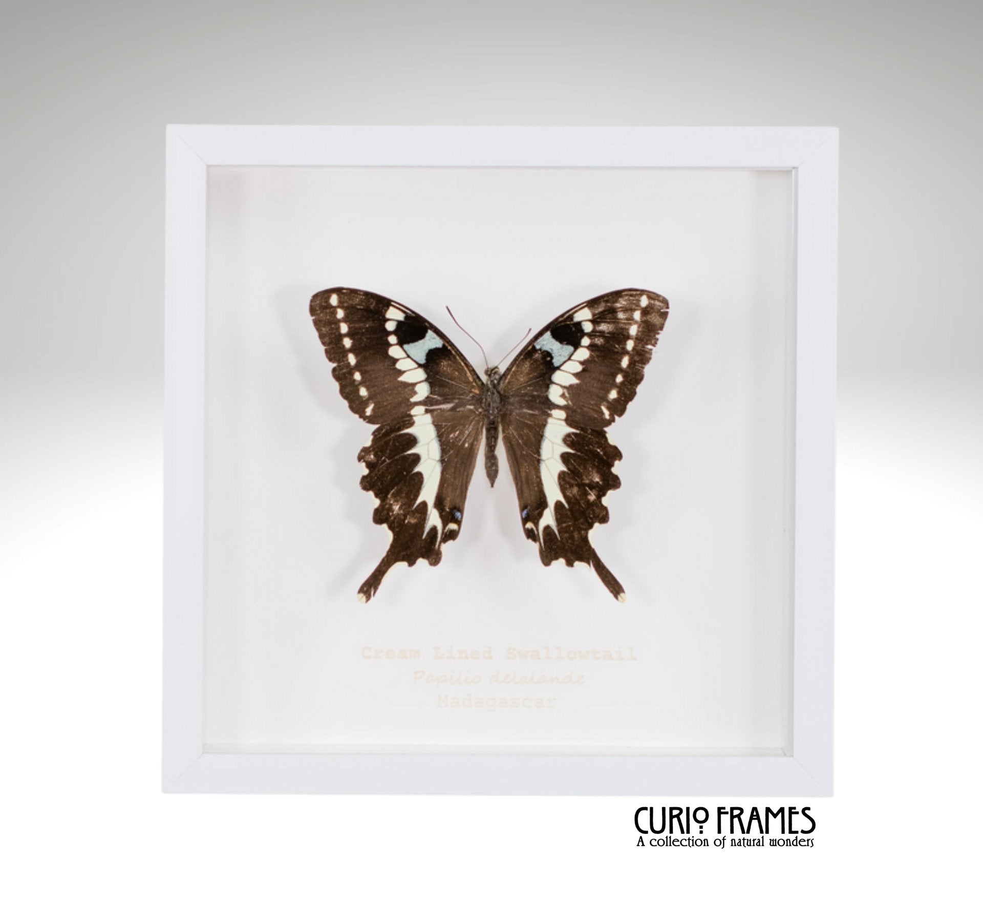 Cream Lined swallowtail