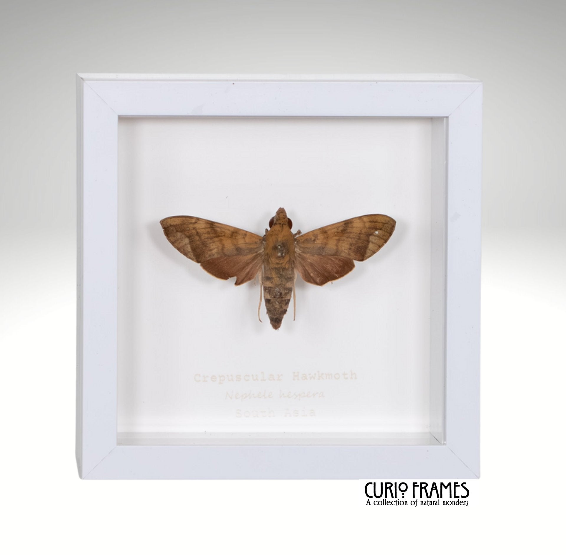 Crepuscular Hawkmoth