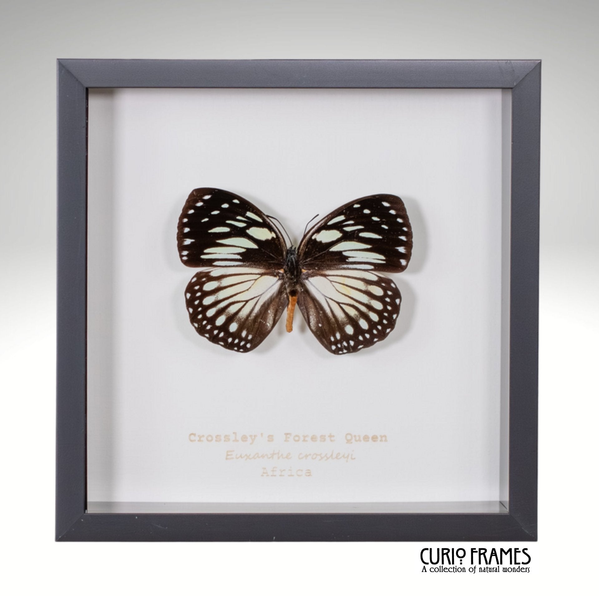 Crossley's Forest Queen