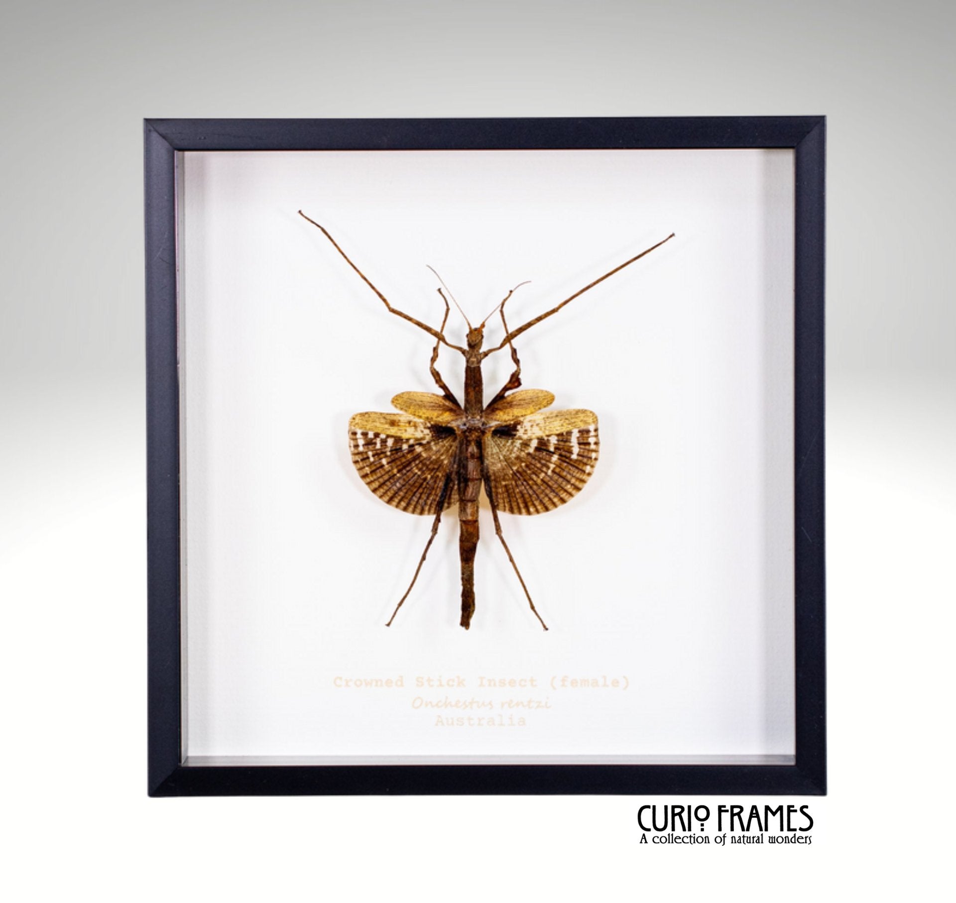 Crowned Stock Insect Female