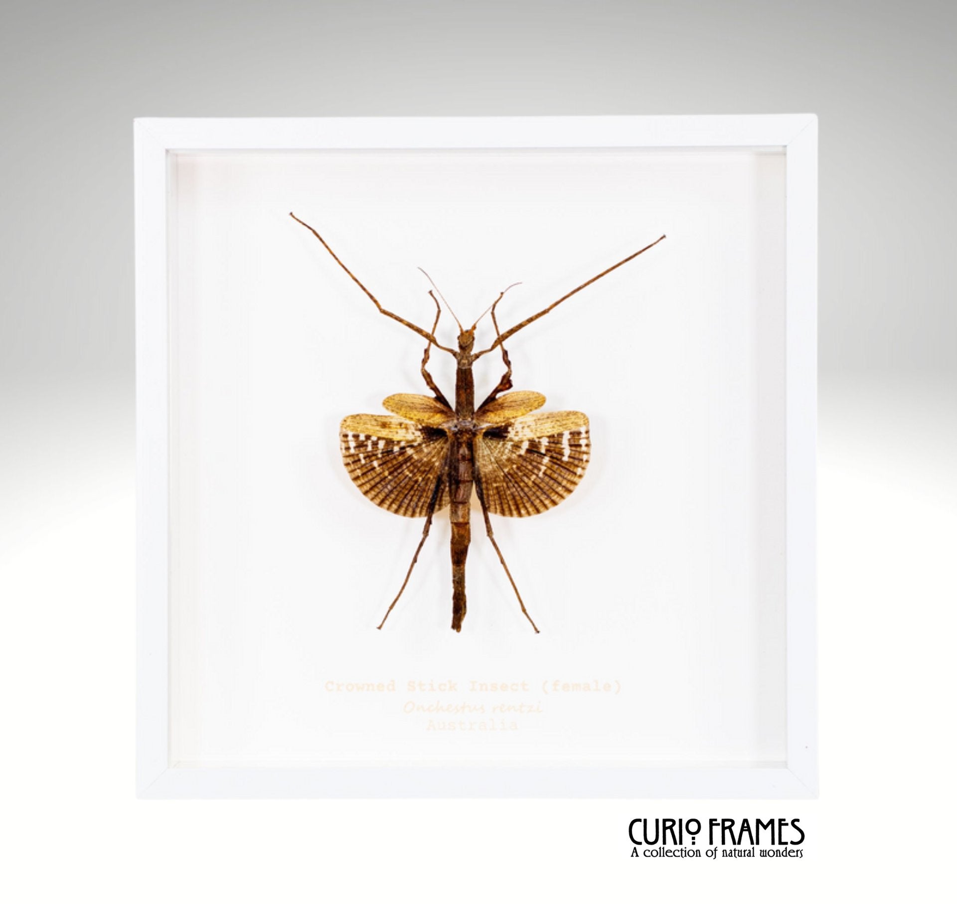 Crowned Stock Insect Female