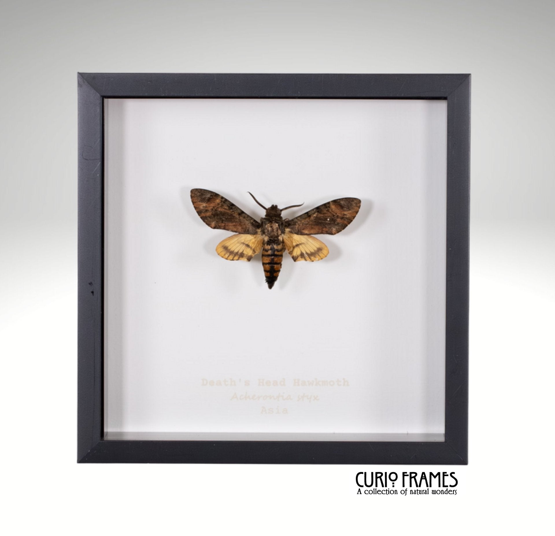 Deaths Head Hawkmoth (6)