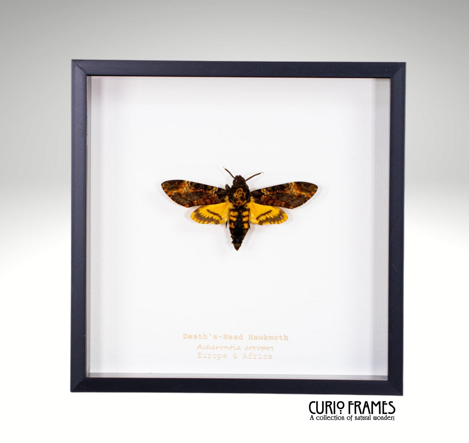 Deaths Head Hawkmoth