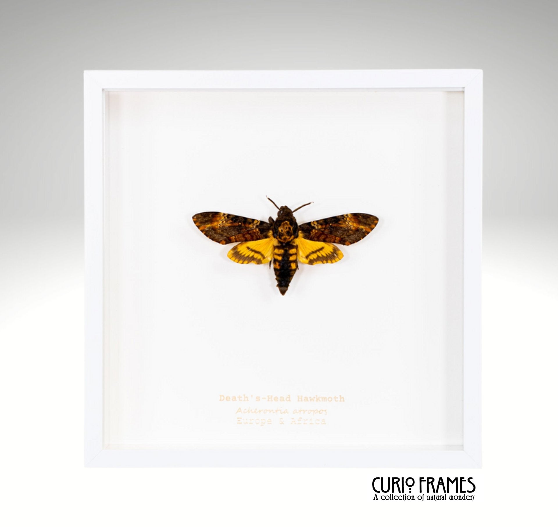 Deaths Head Hawkmoth