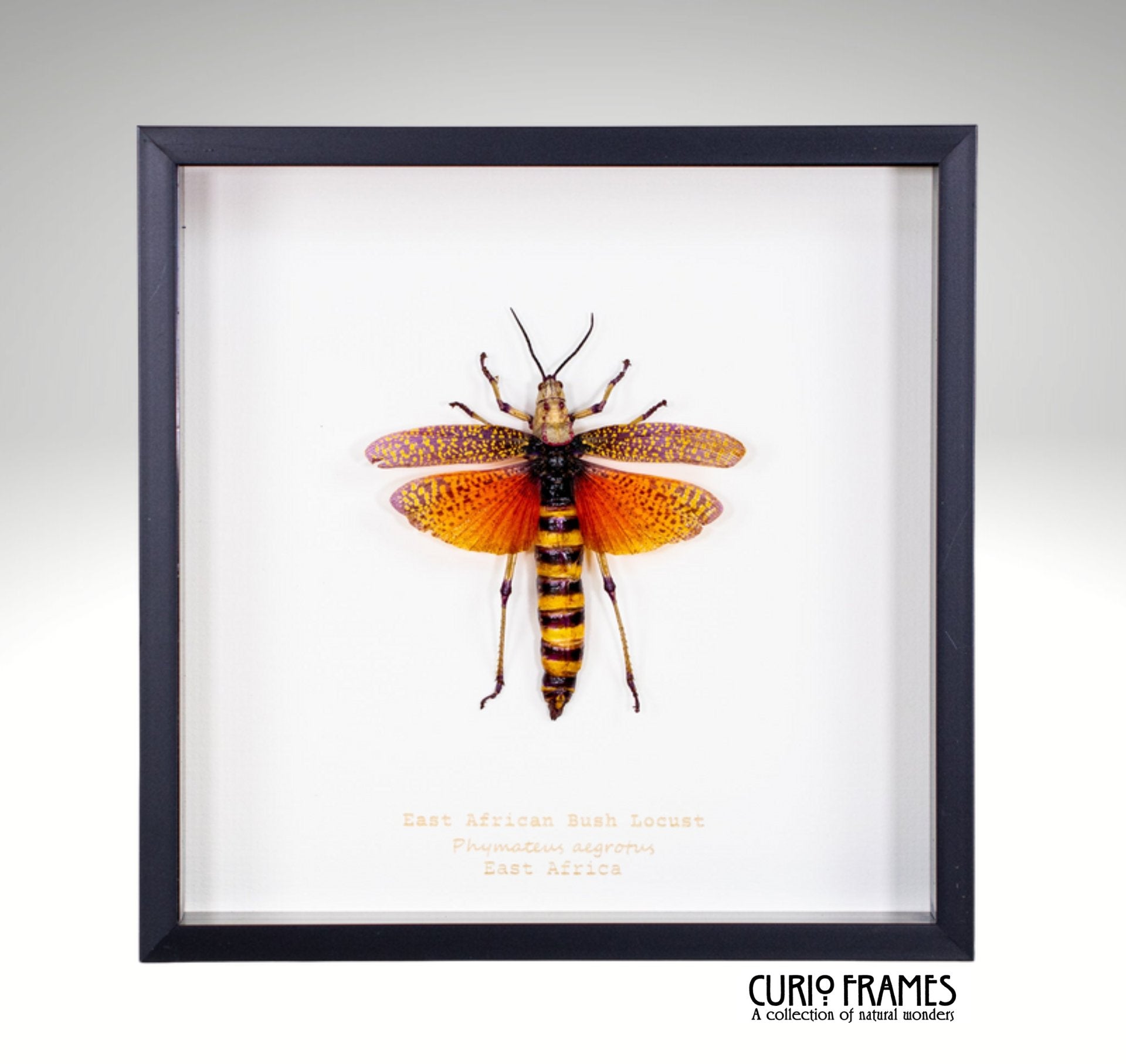 East African Bush Locust