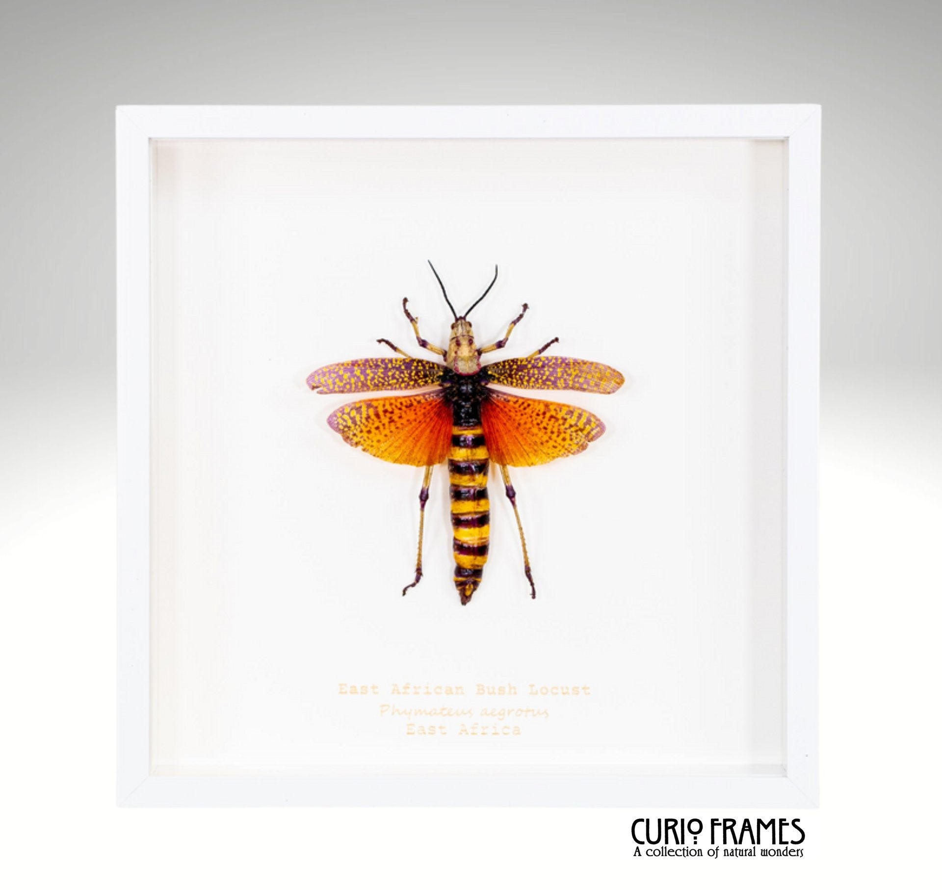 East African Bush Locust